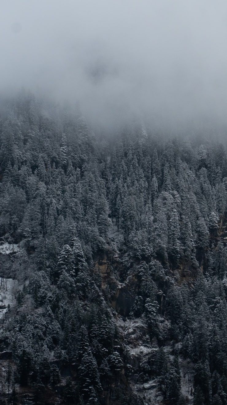 740x1316 Dark scandinavian forest Image