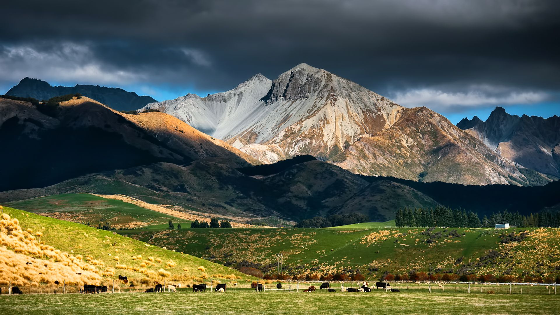 1920x1080 Wallpaper the sky, mountains, clouds, cows, New Zealand, pasture, New Zealand, cattle for mobile and desktop, section пейзажи, resolution 1920x1080