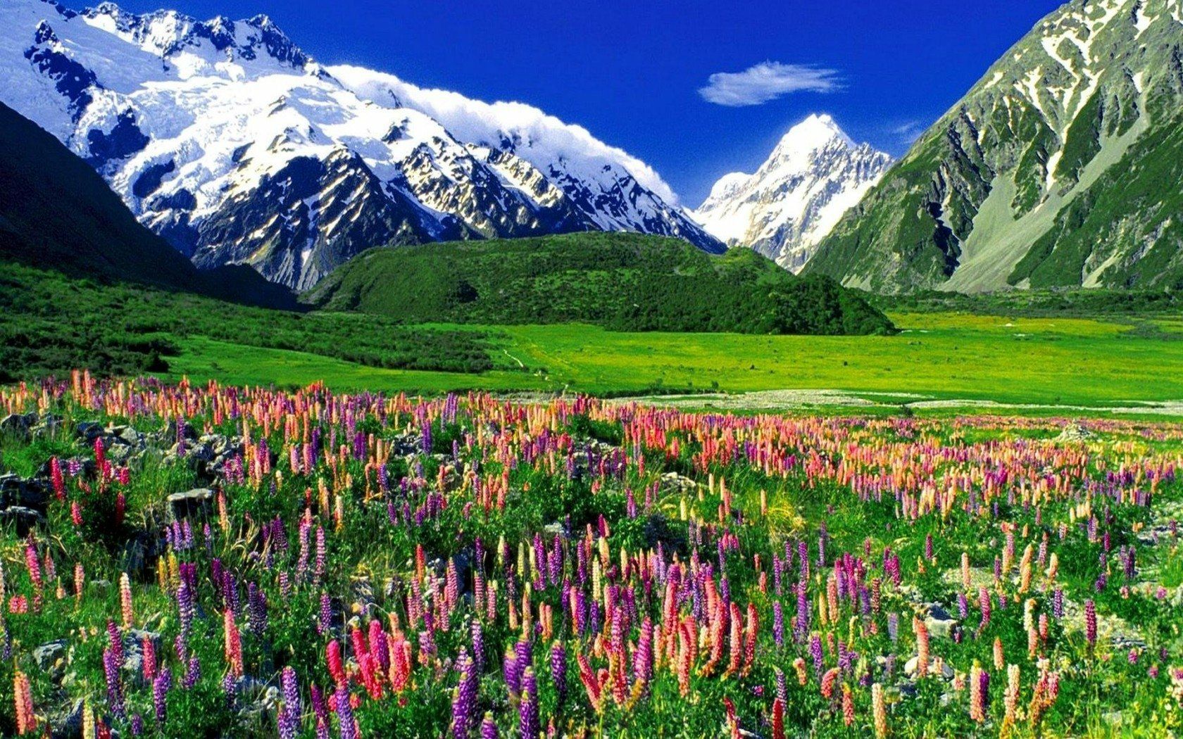 1680x1050 Stunning New Zealand Landscape: HD Wallpaper Of Snow Capped Mountains And Vibrant Lupines