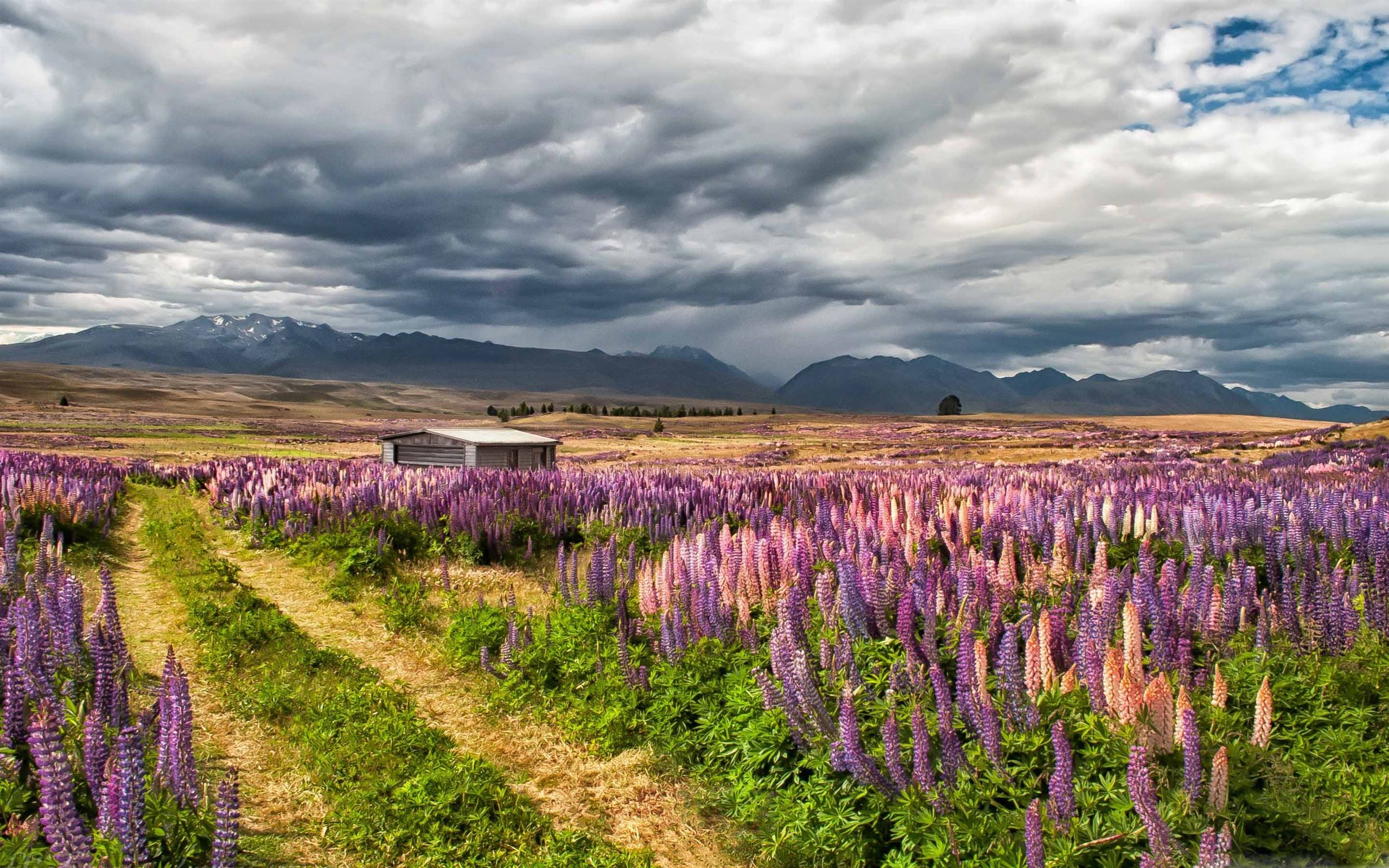 2560x1600 New Zealand Landscape MacBook Air Wallpaper Download