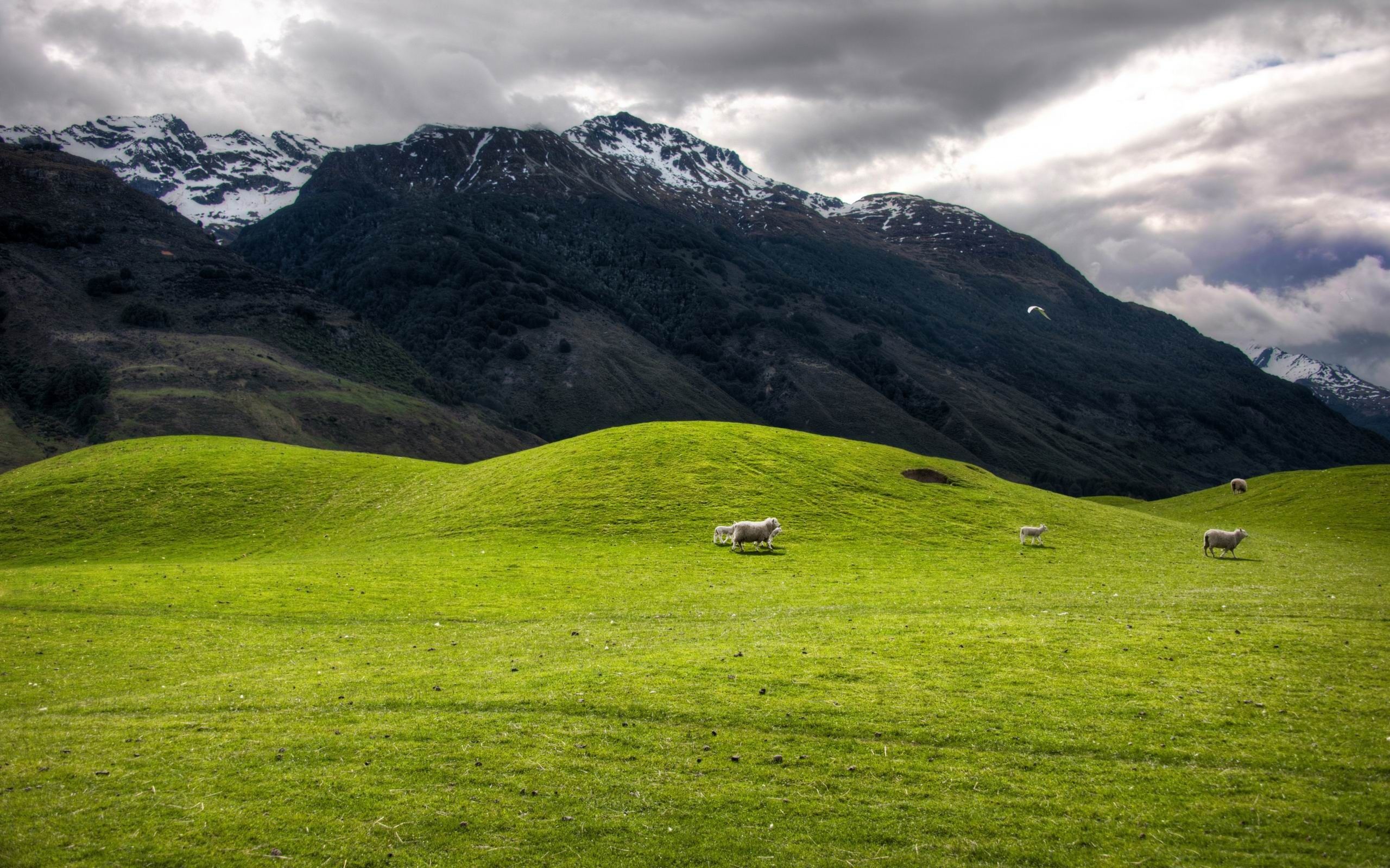 2560x1600 Hills And Mountains New Zealand Landscape Wallpaper