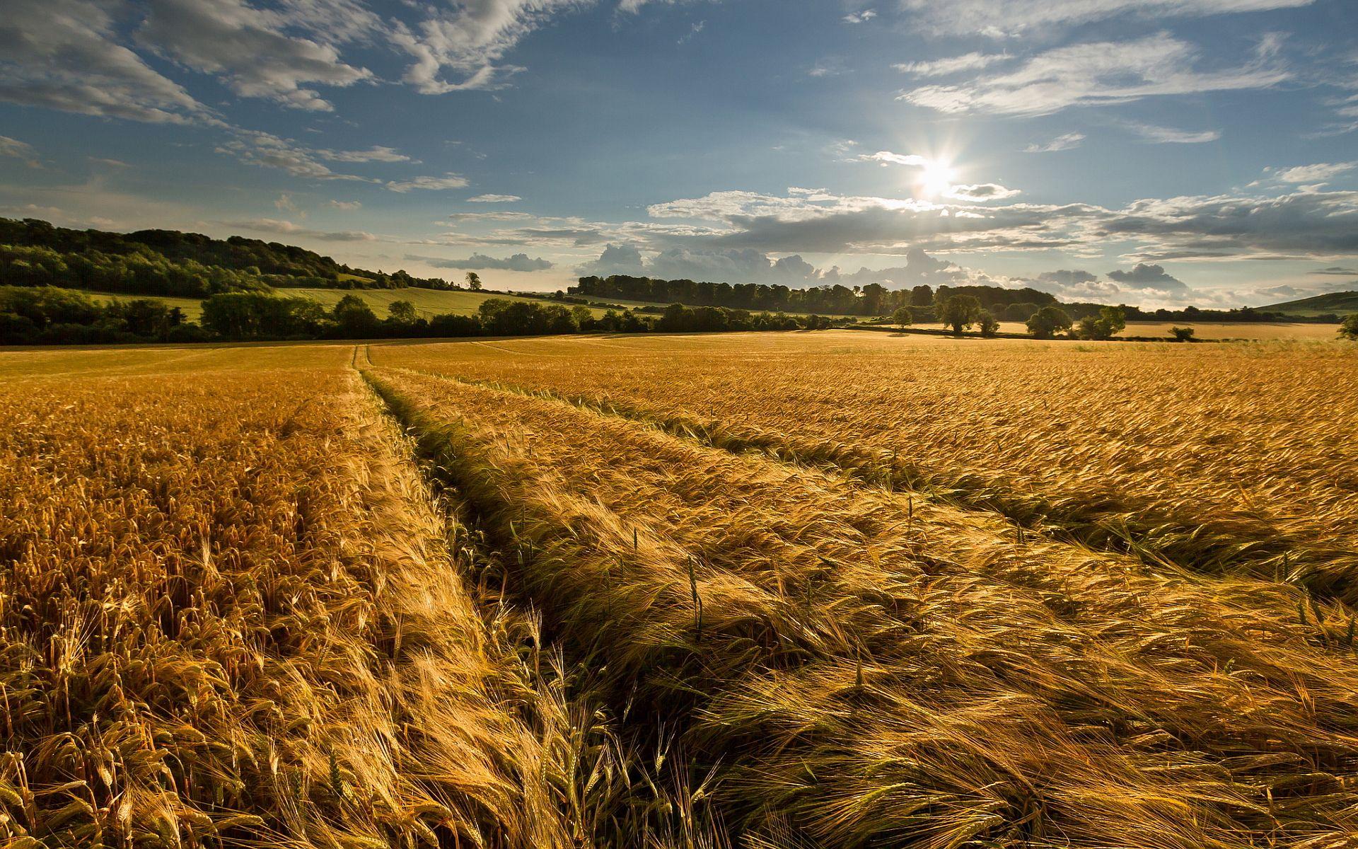 1920x1200 Wheat field late summer