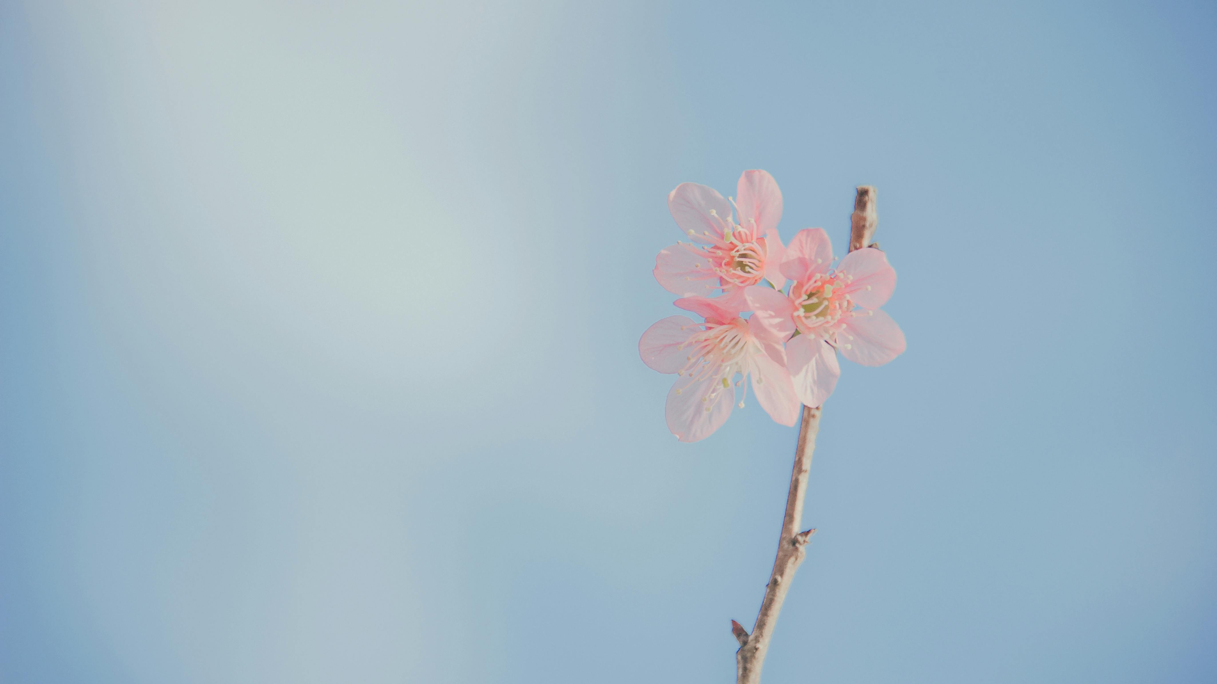 4256x2394 Desktop Wallpaper Aesthetic Photo, Download The BEST Free Desktop Wallpaper Aesthetic & HD Image