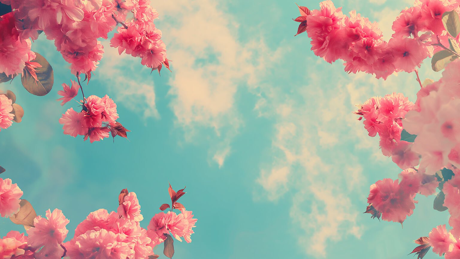 1536x864 Flowers & Sky Preppy Desktop Wallpaper Wallpaper in 4K