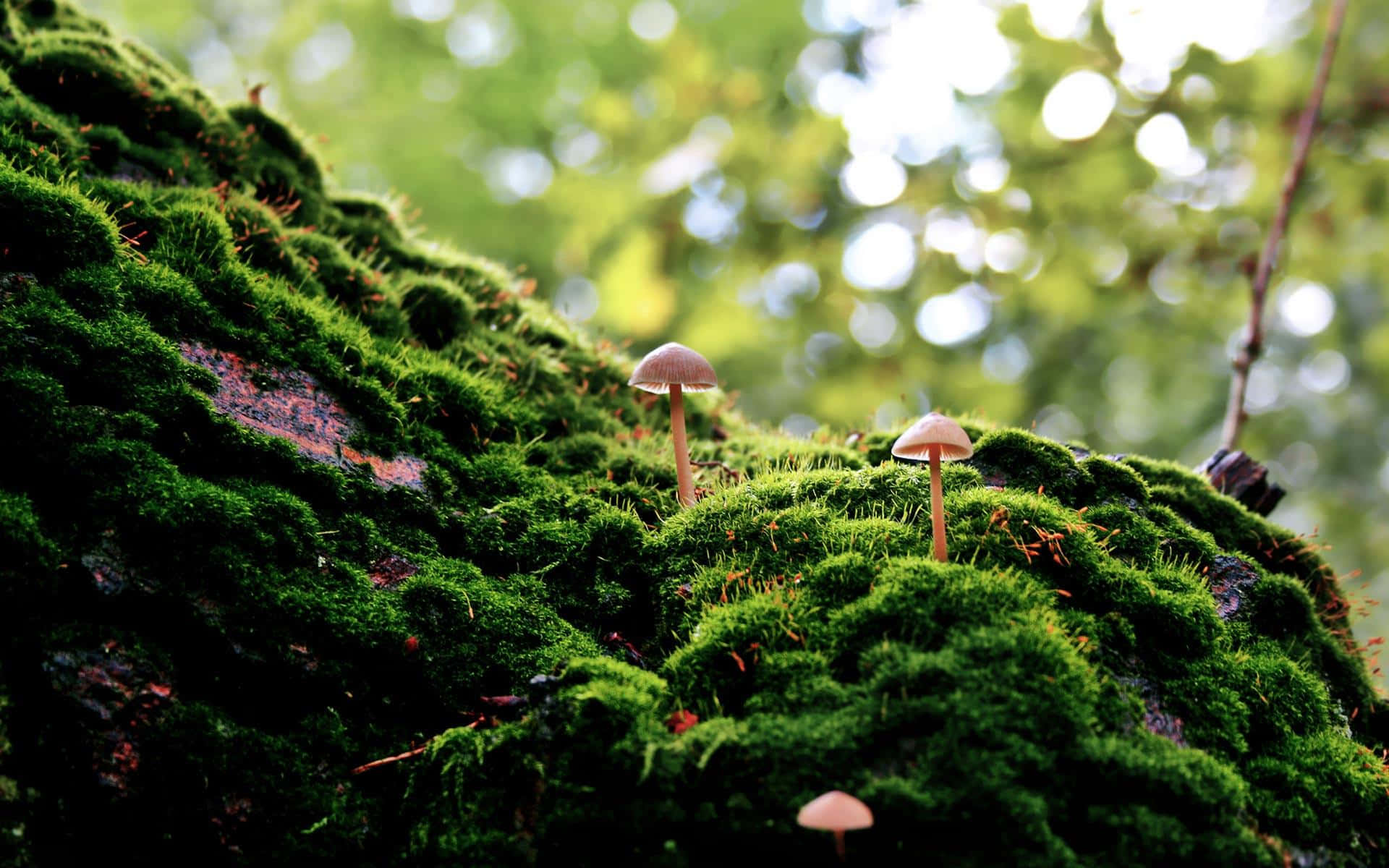 1920x1200 Download The Natural Beauty of Soft, Green Moss