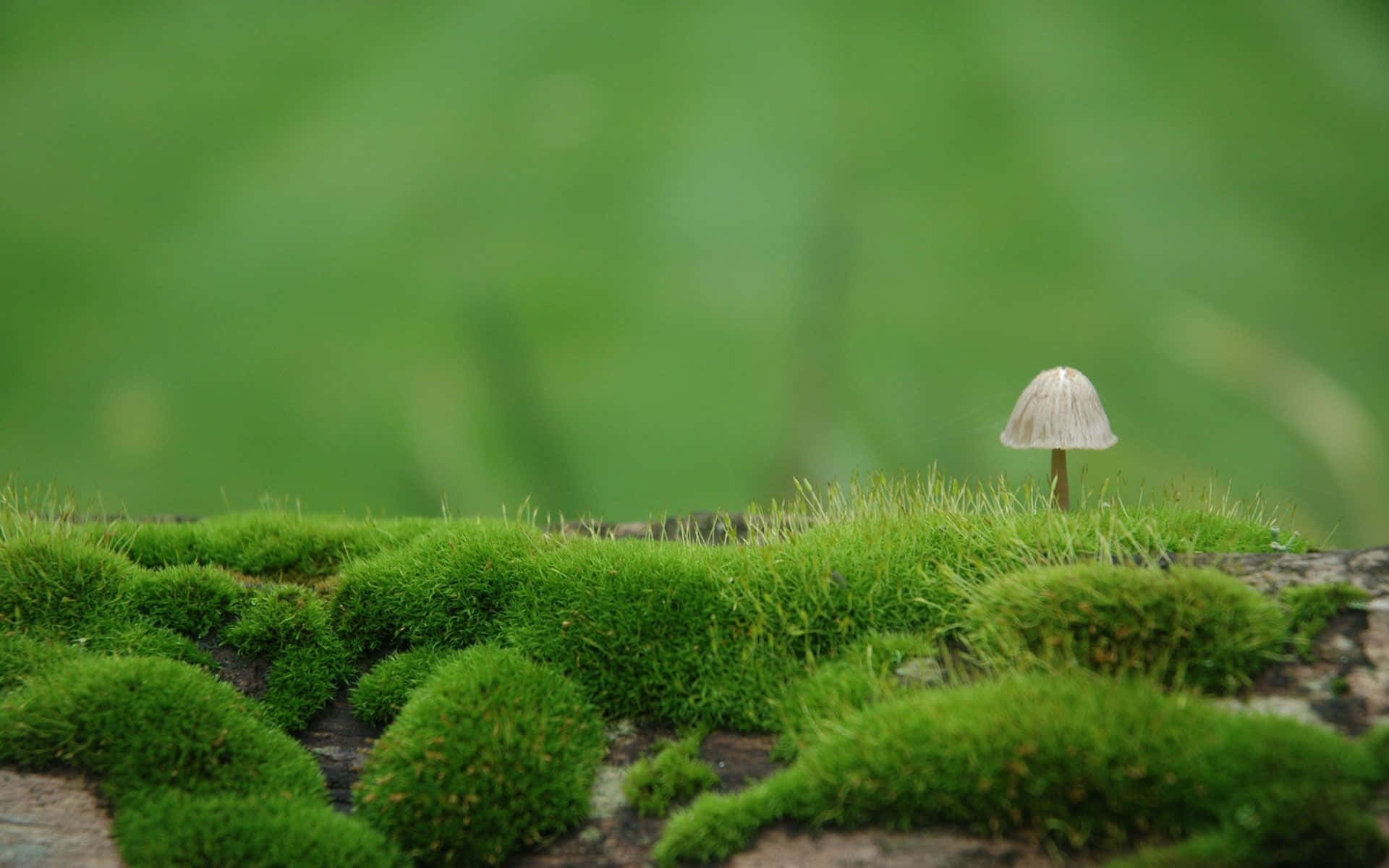 1920x1200 Moss Picture