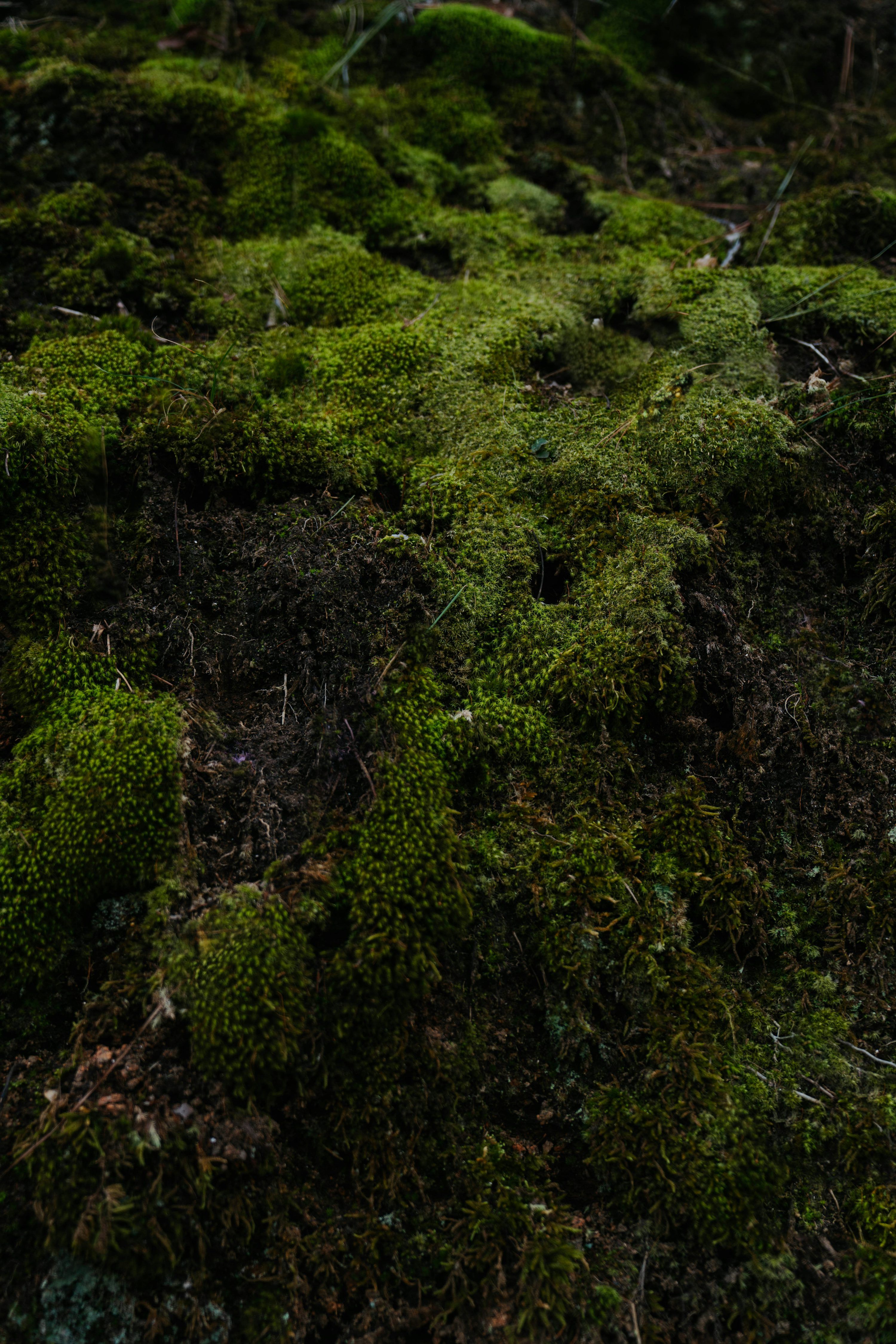 3000x4498 A close up of a patch of moss on the ground photo