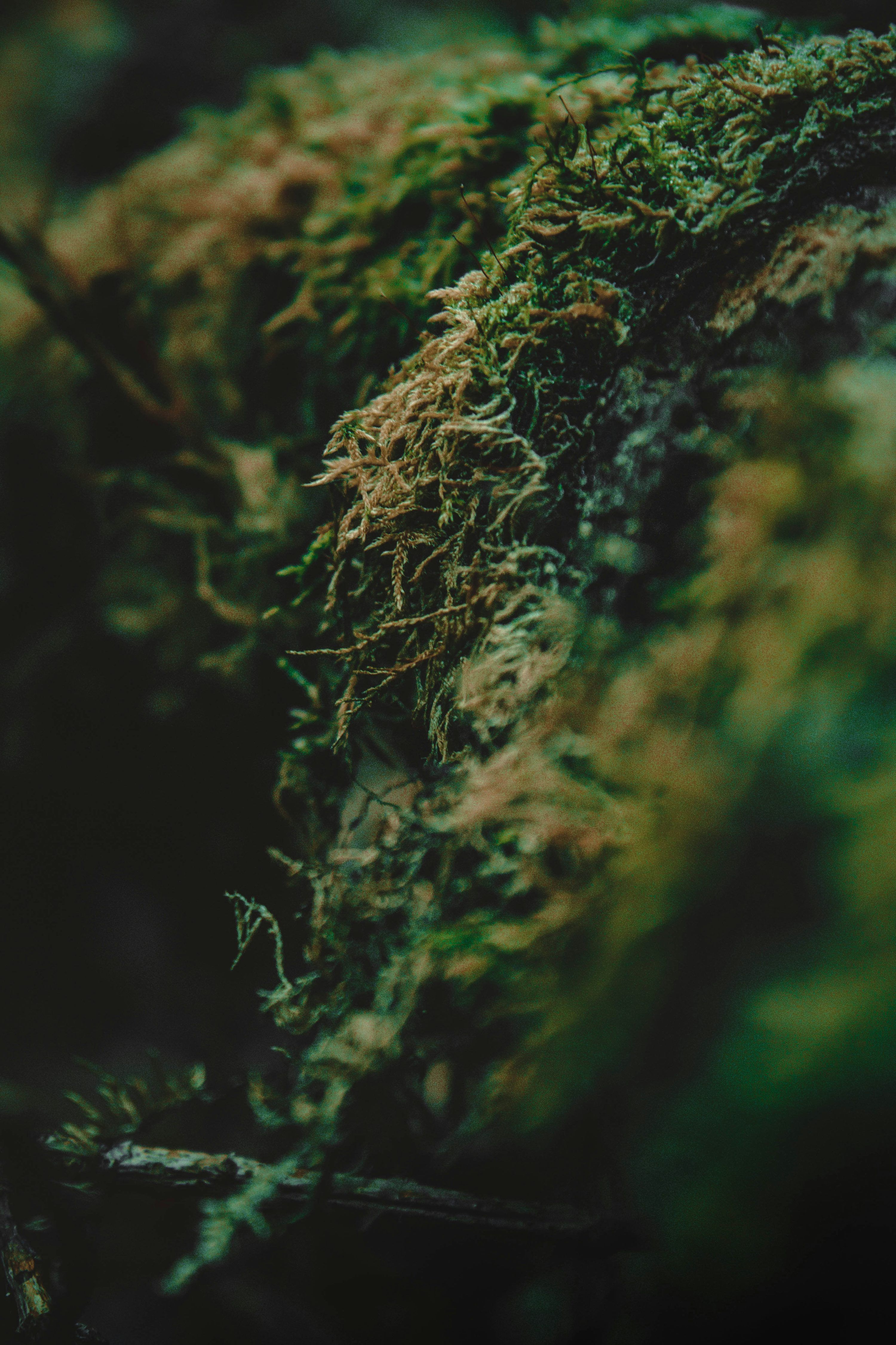 3000x4500 Selective focus photography of green moss photo
