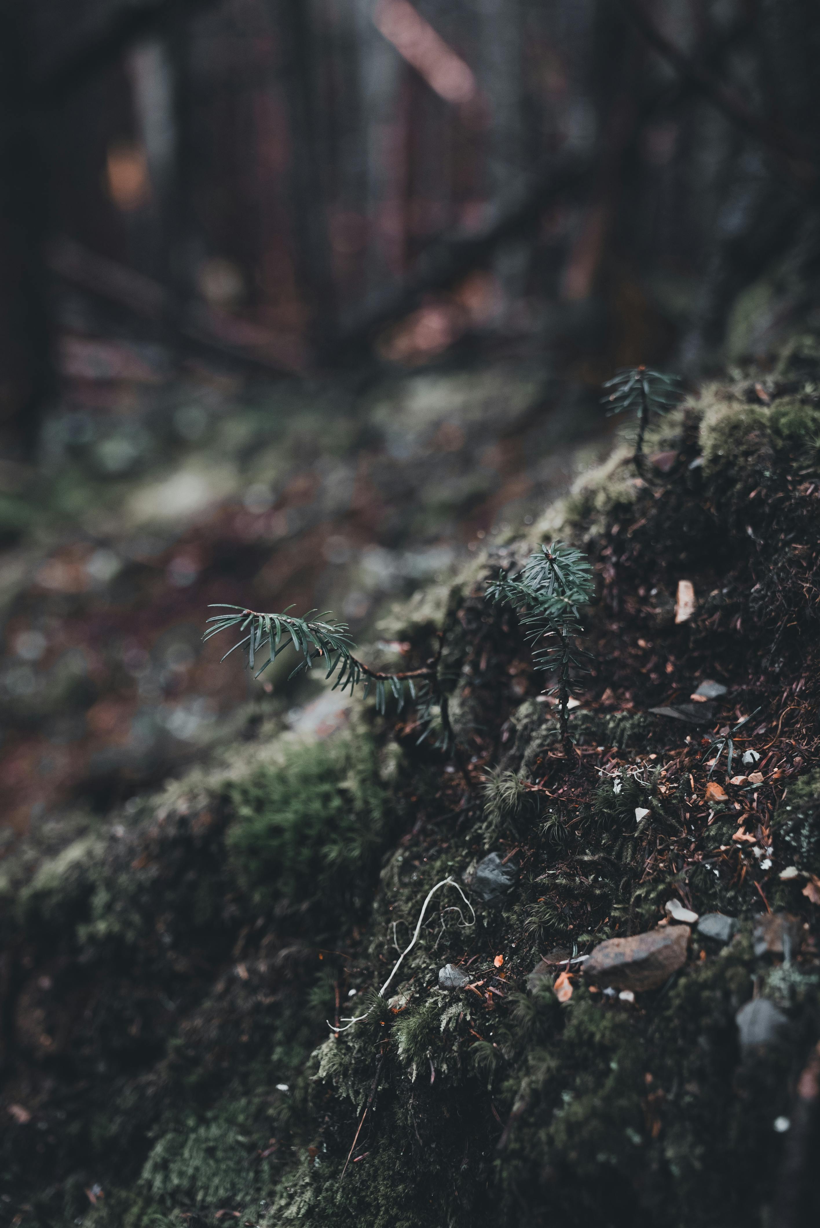 2832x4240 Moody Forest Floor with Moss and Ferns · Free