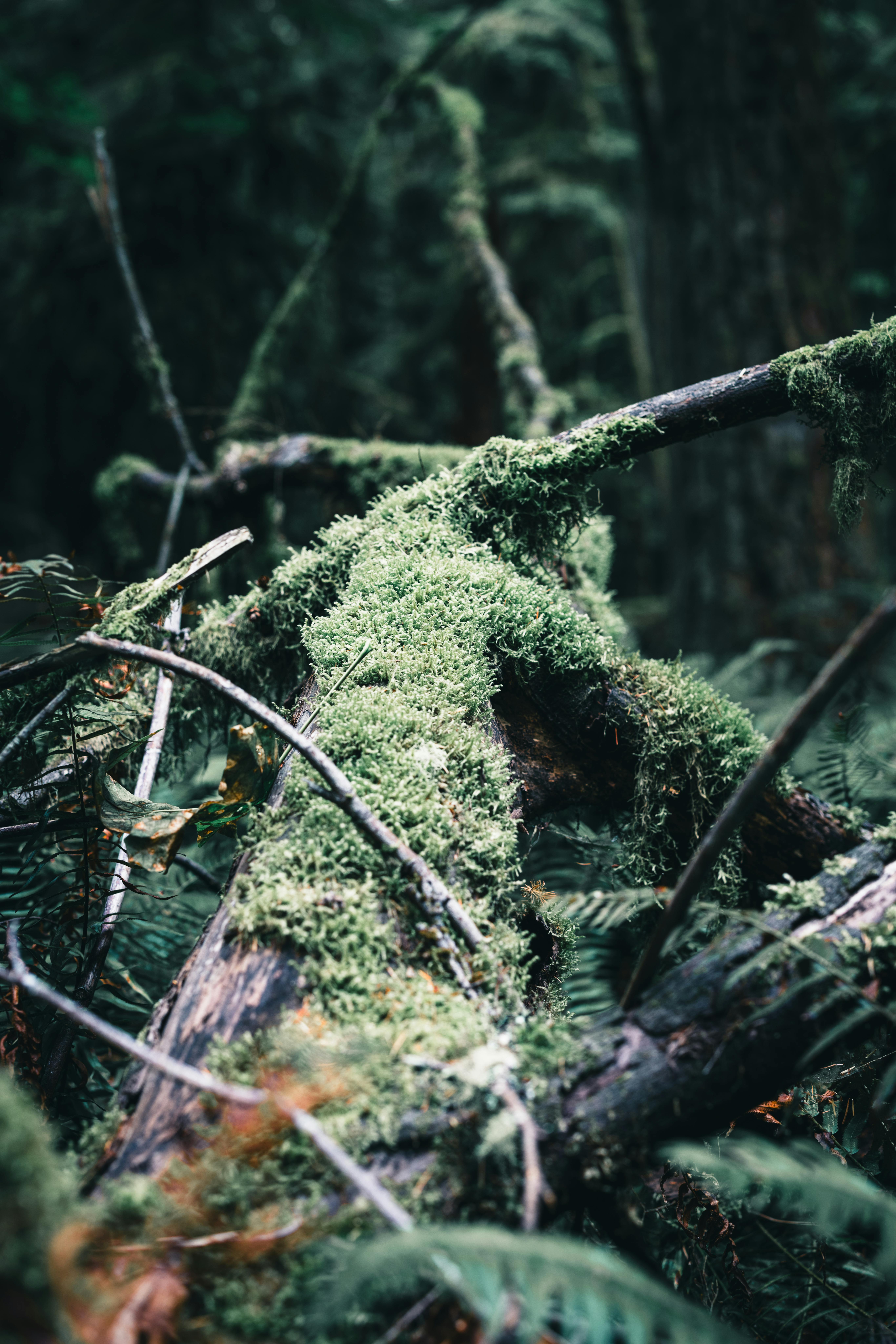 5464x8192 Close Up Of Moss In The Forest · Free
