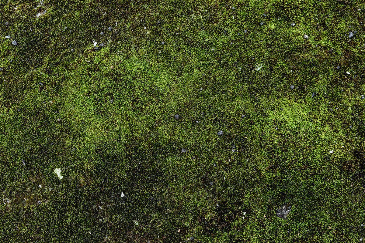 1200x801 Full Frame Image Of Green Moss Background Free