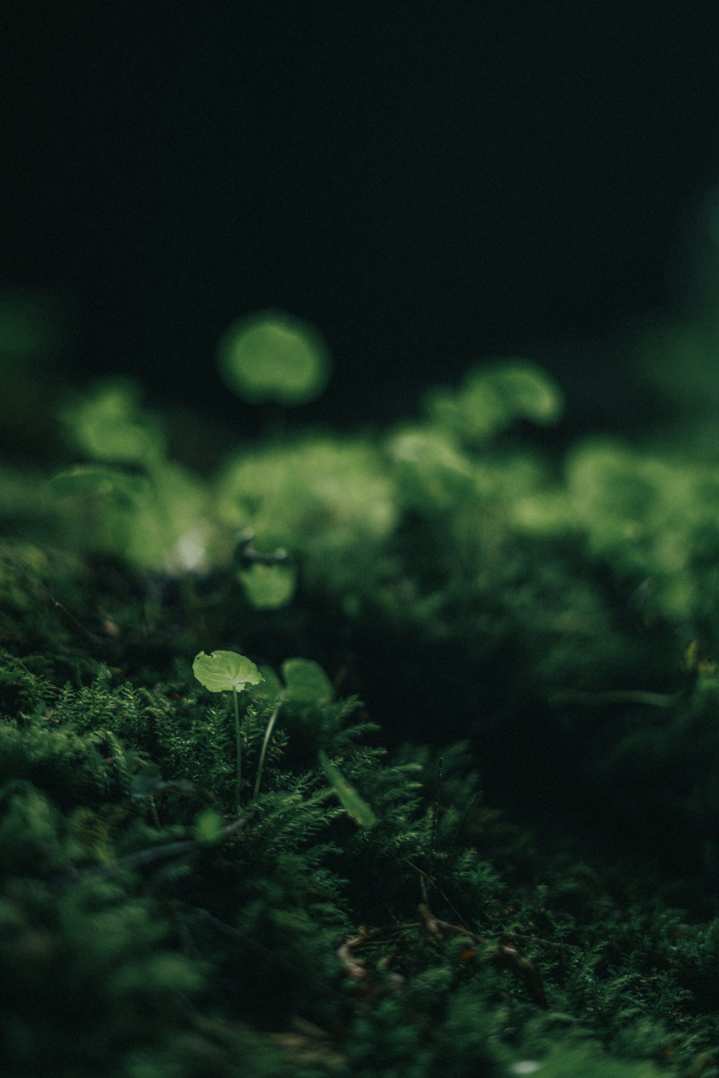 3000x4498 A close up of a green mossy surface photo