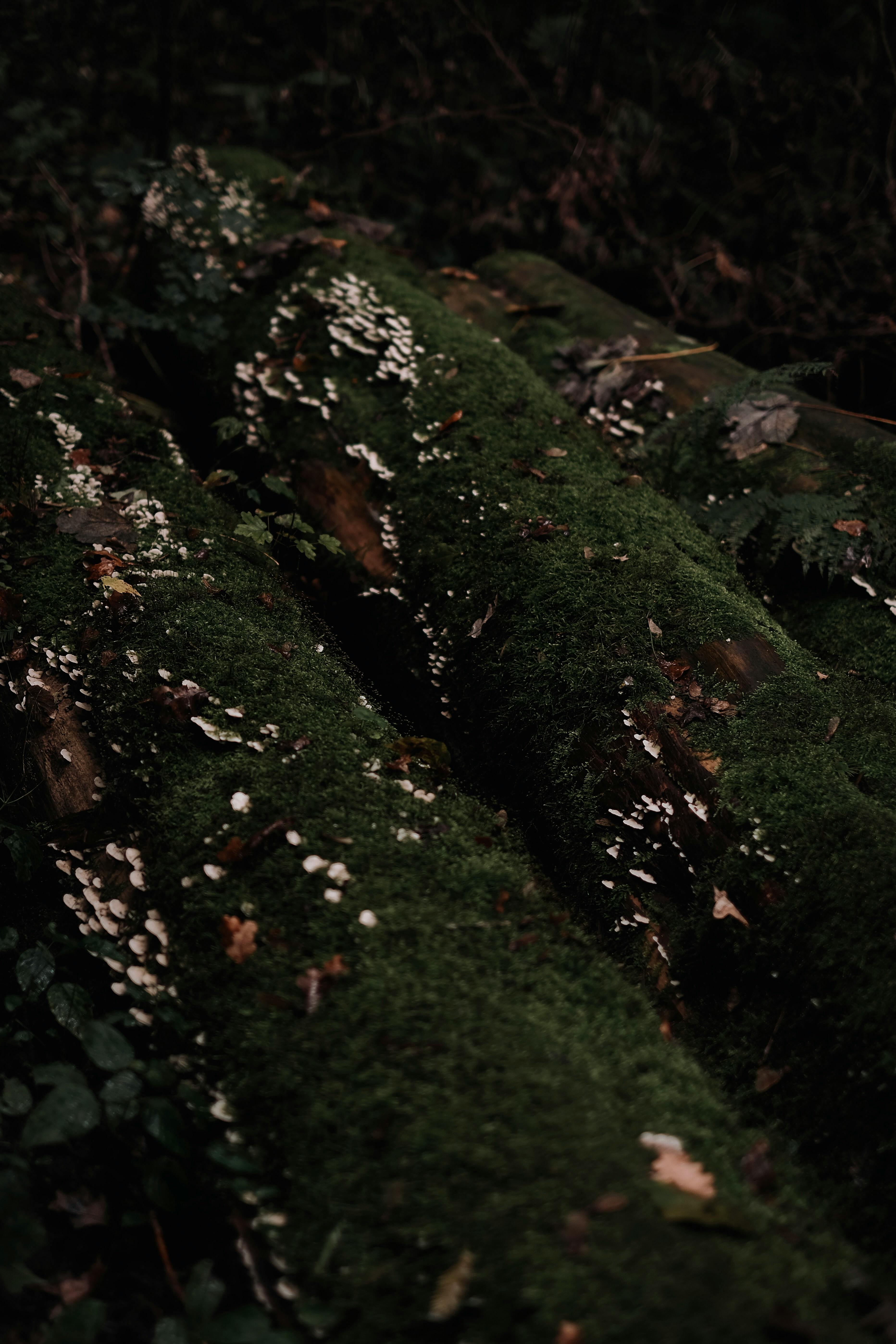 3728x5592 Close Up Of Tree Logs Covered With Moss · Free