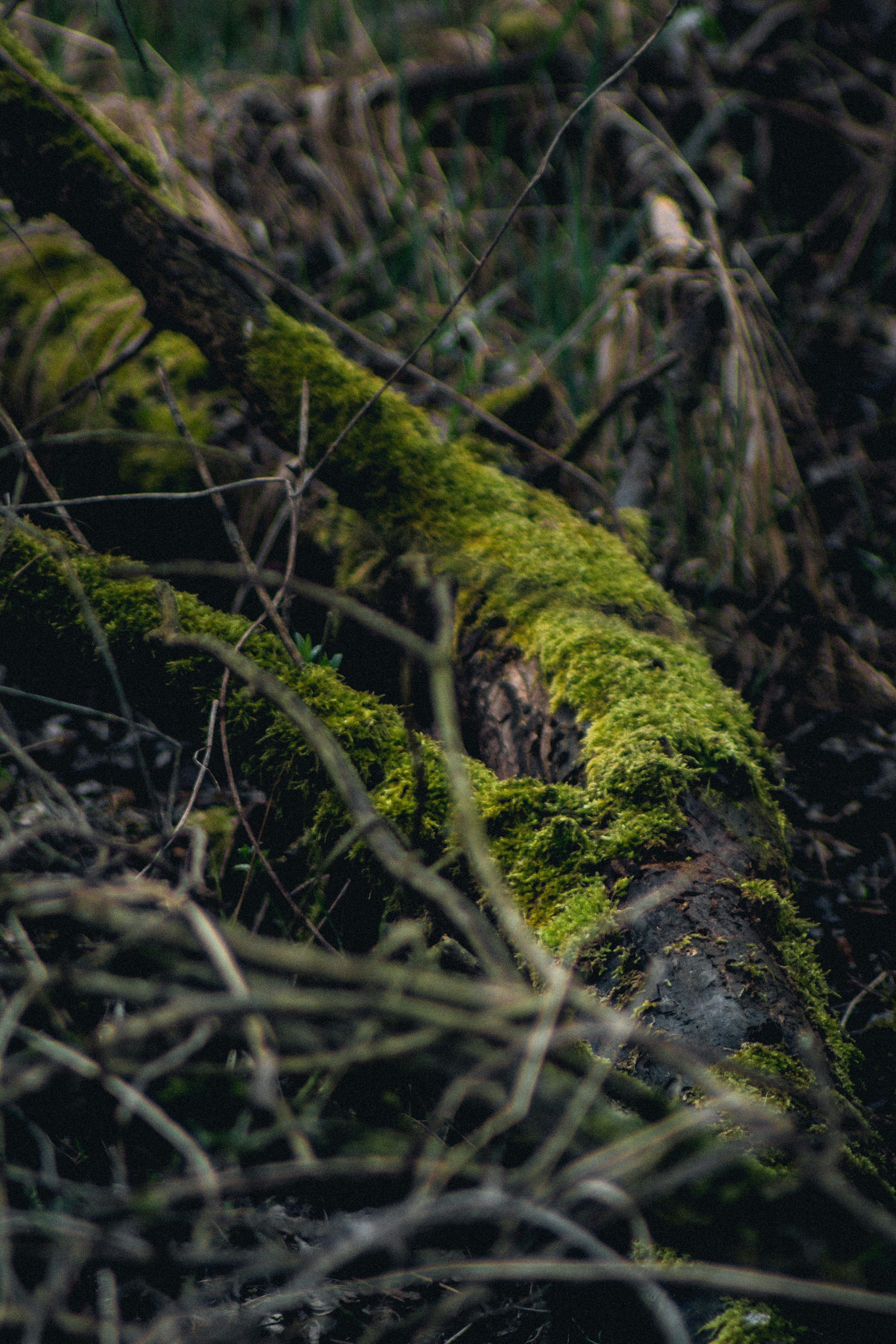 3000x4500 A close up of a moss covered log in the woods photo