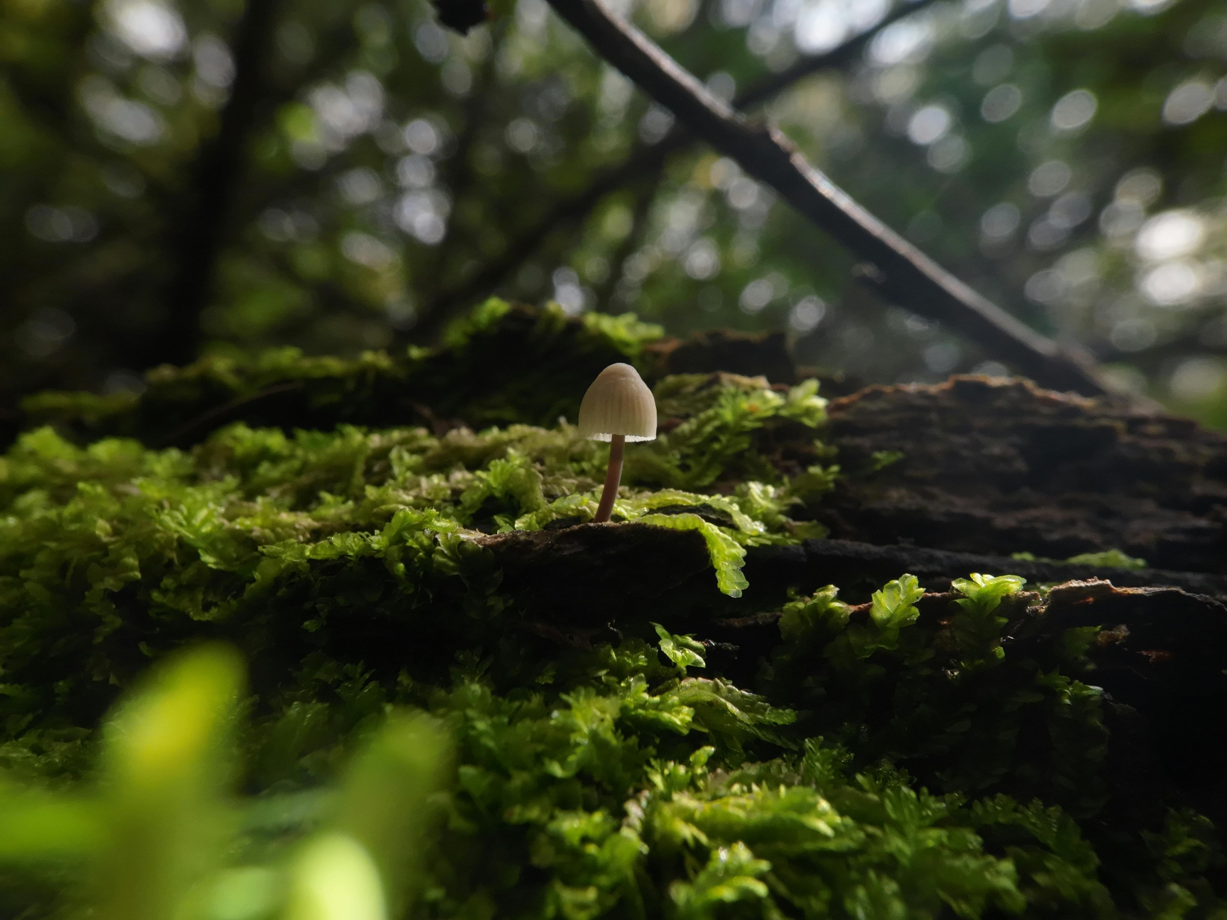 4000x3000 A Mushroom among Moss · Free