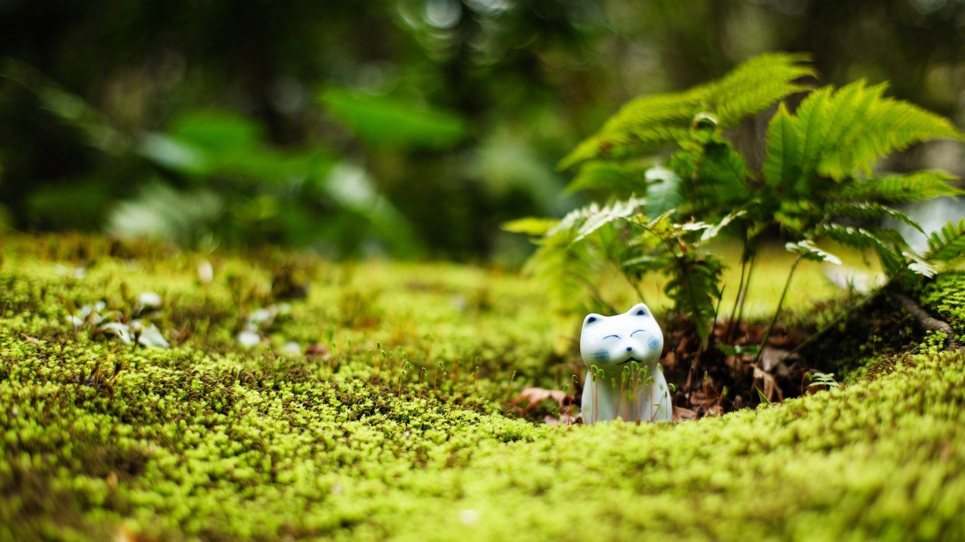 1920x1080 Moss Wallpaper, HD Moss Background