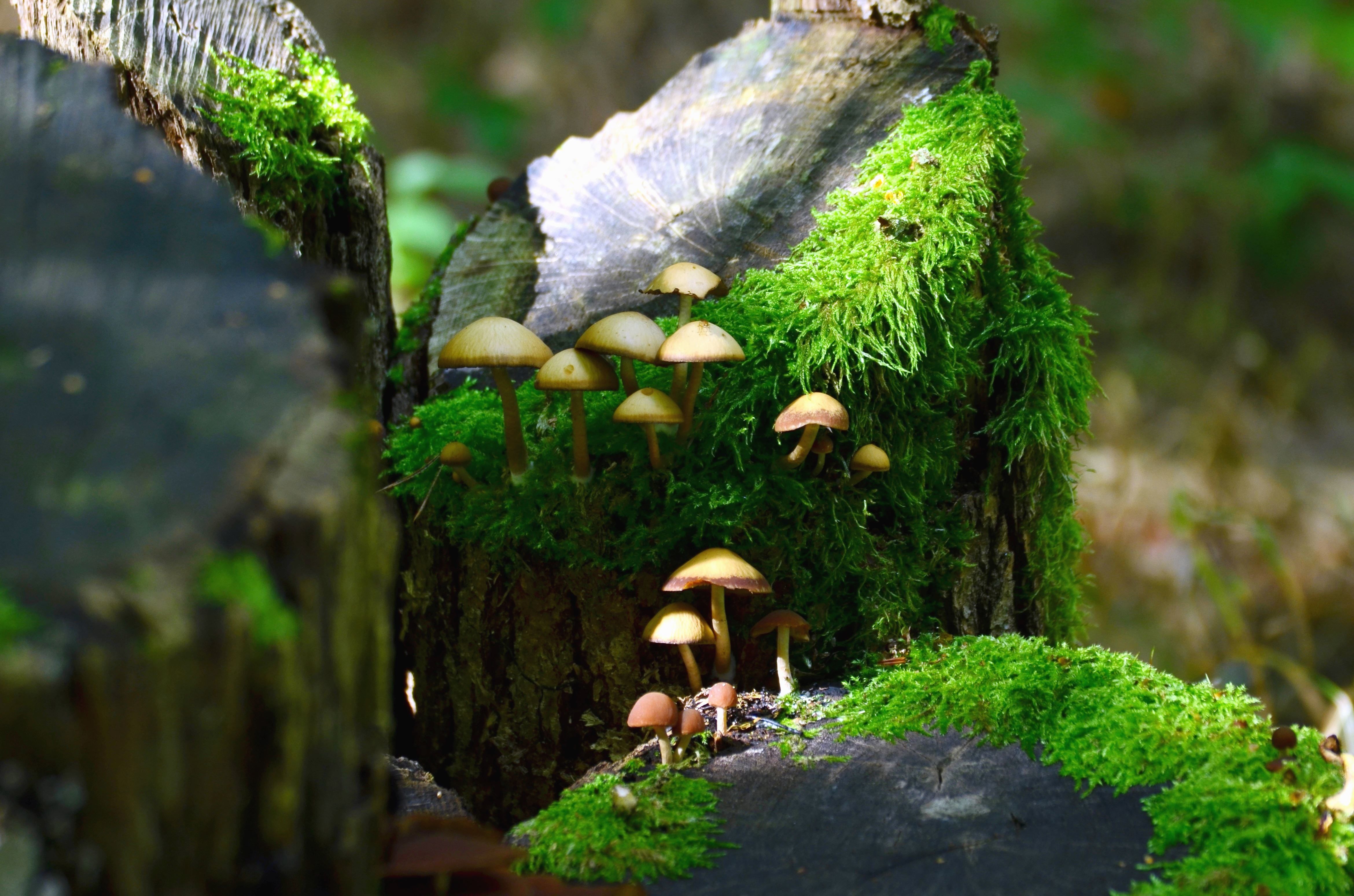 4681x3100 Free picture: moss, mushroom, plant, forest, stump