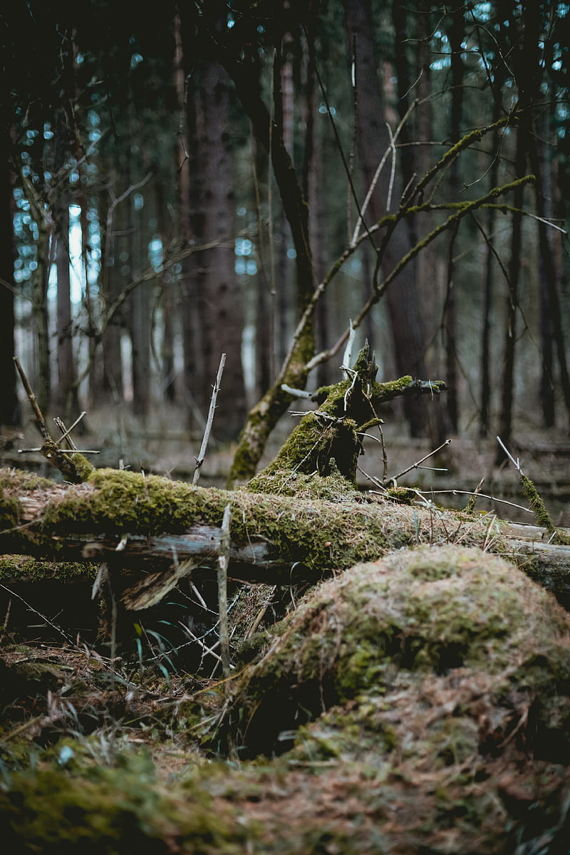 800x1200 Green moss on dried trees, HD phone wallpaper