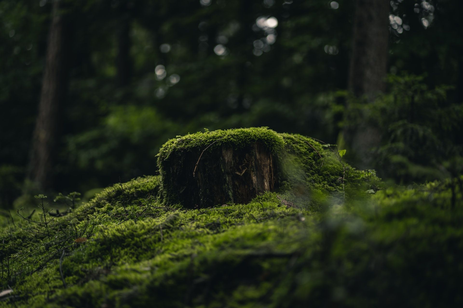 1920x1280 Moss: The Good, the Bad, the Beautiful Corvallis Advocate