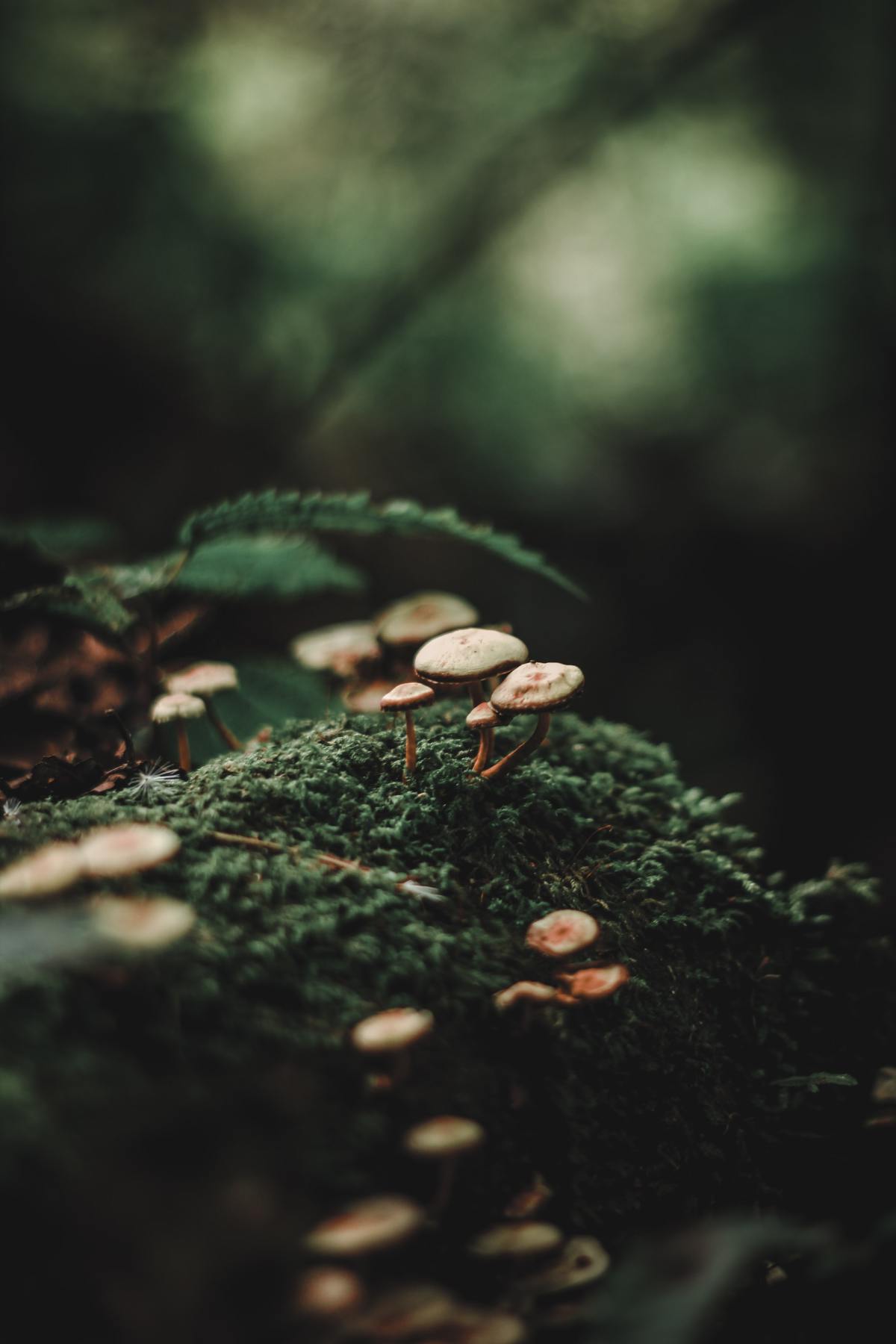 1200x1800 The Zen of a Mossy Forest Floor