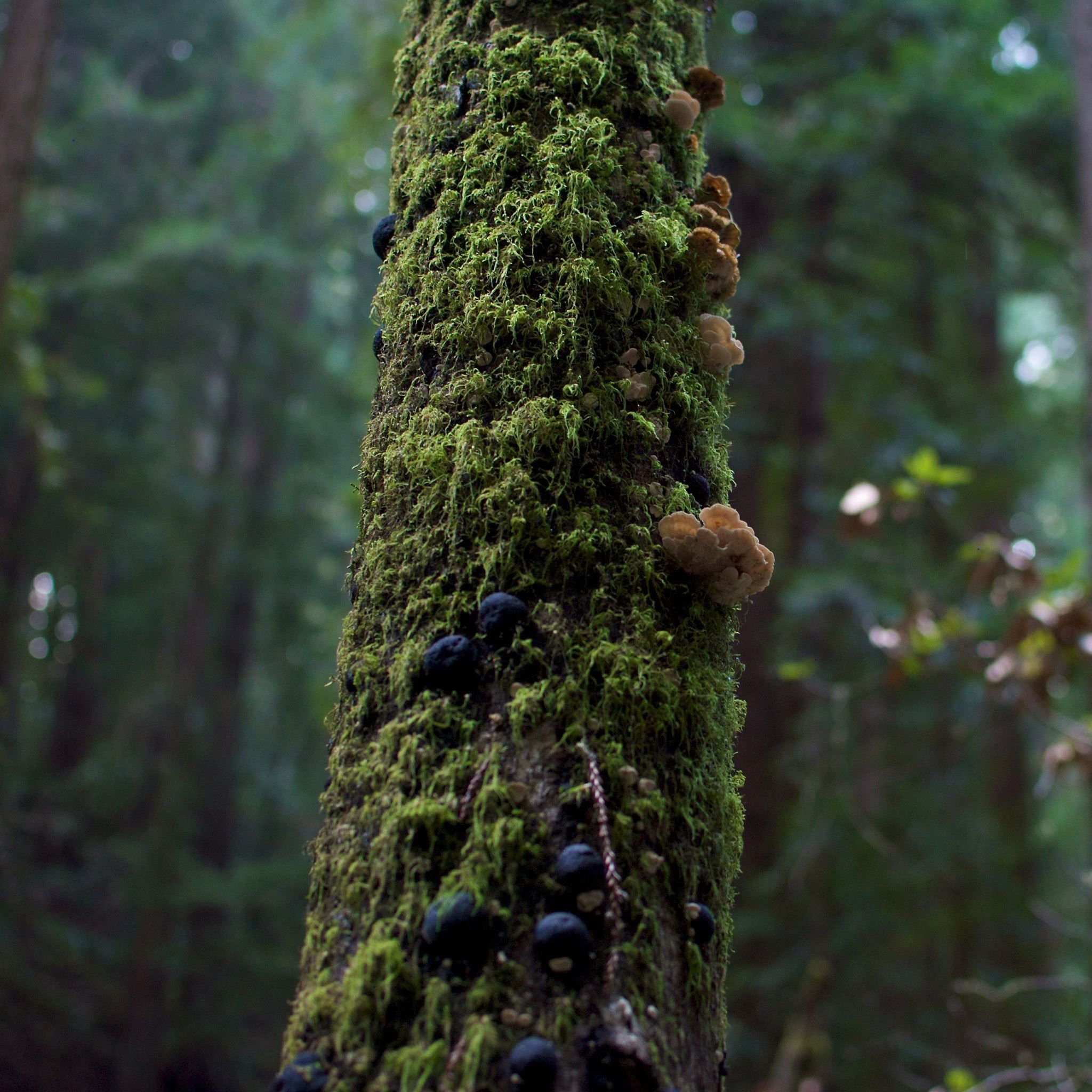 2048x2048 Tree Moss and Mushrooms iPad Air Wallpaper Free Download
