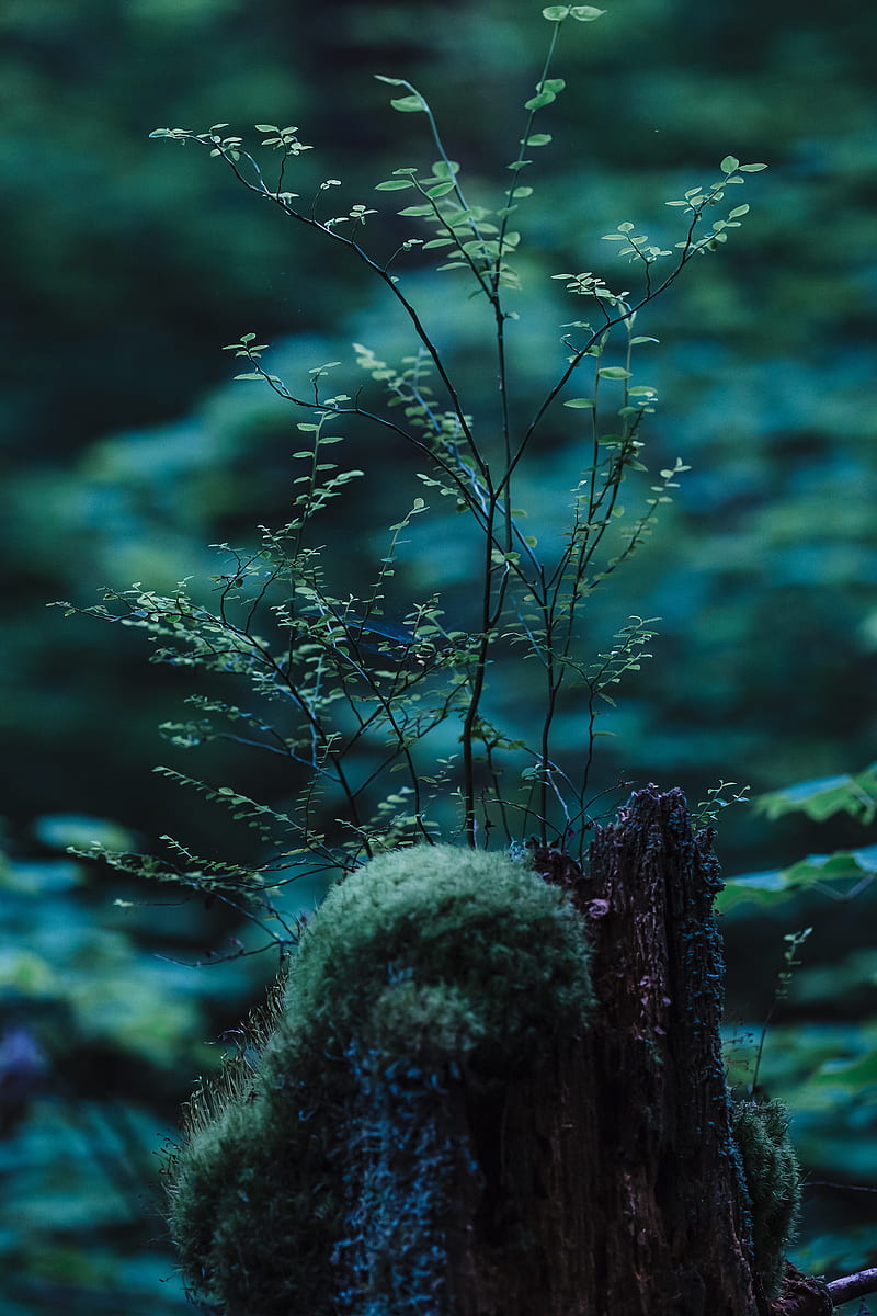 800x1200 Stump, moss, branches, forest, macro, nature, green, HD phone wallpaper