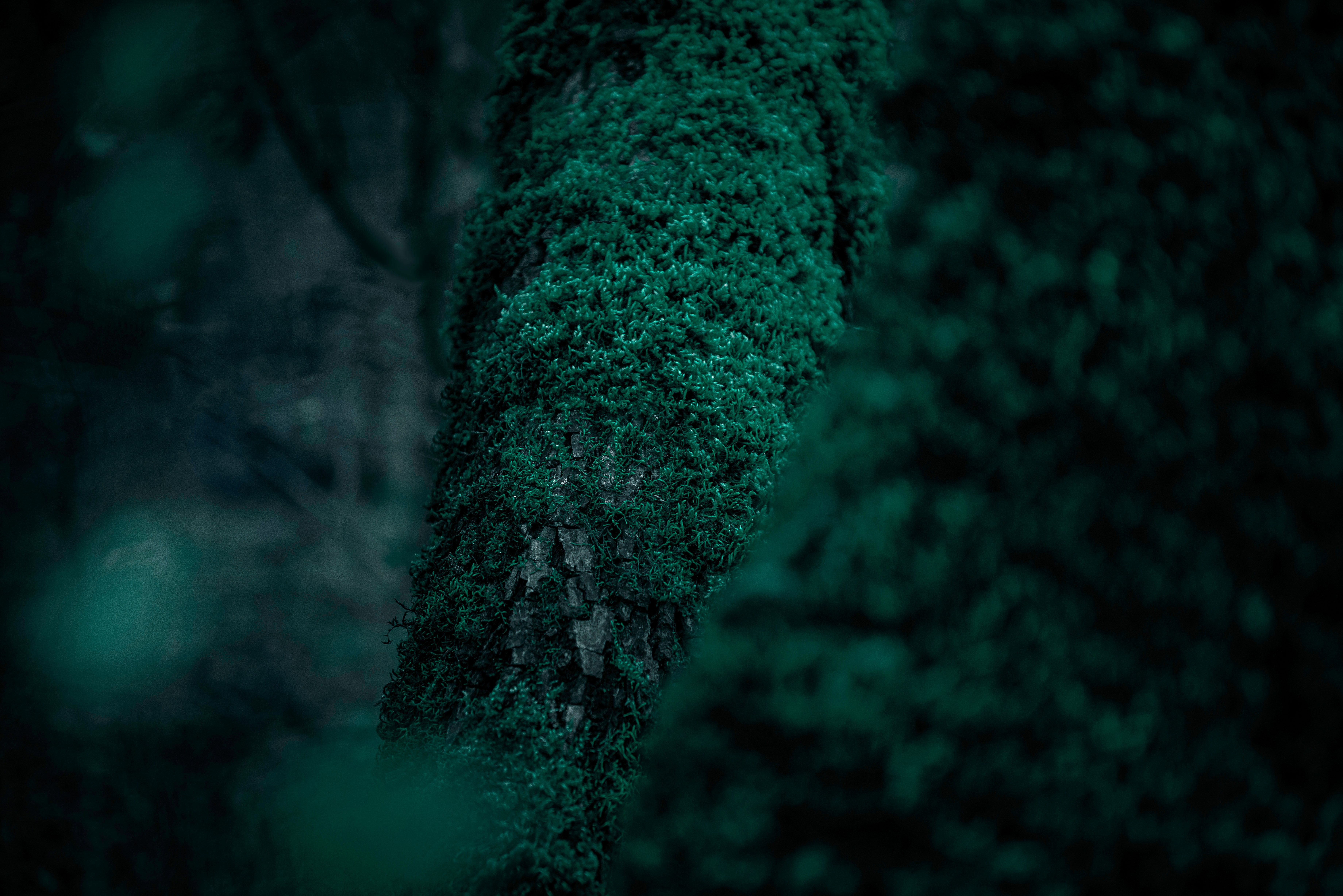 7360x4912 Moss Wallpaper Free High Quality Background