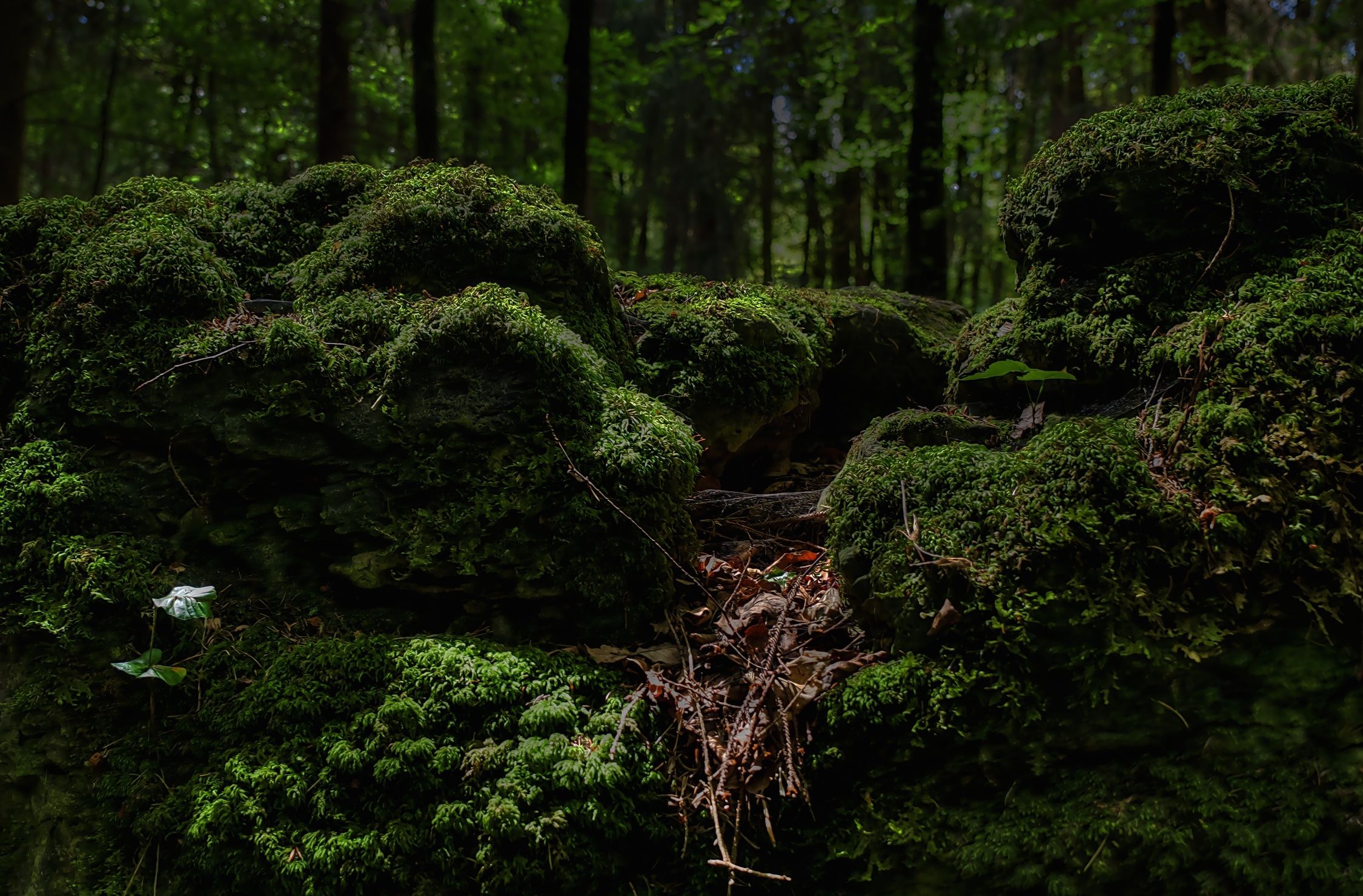 2250x1479 Royalty Free Photo: Green Mossy Forest View
