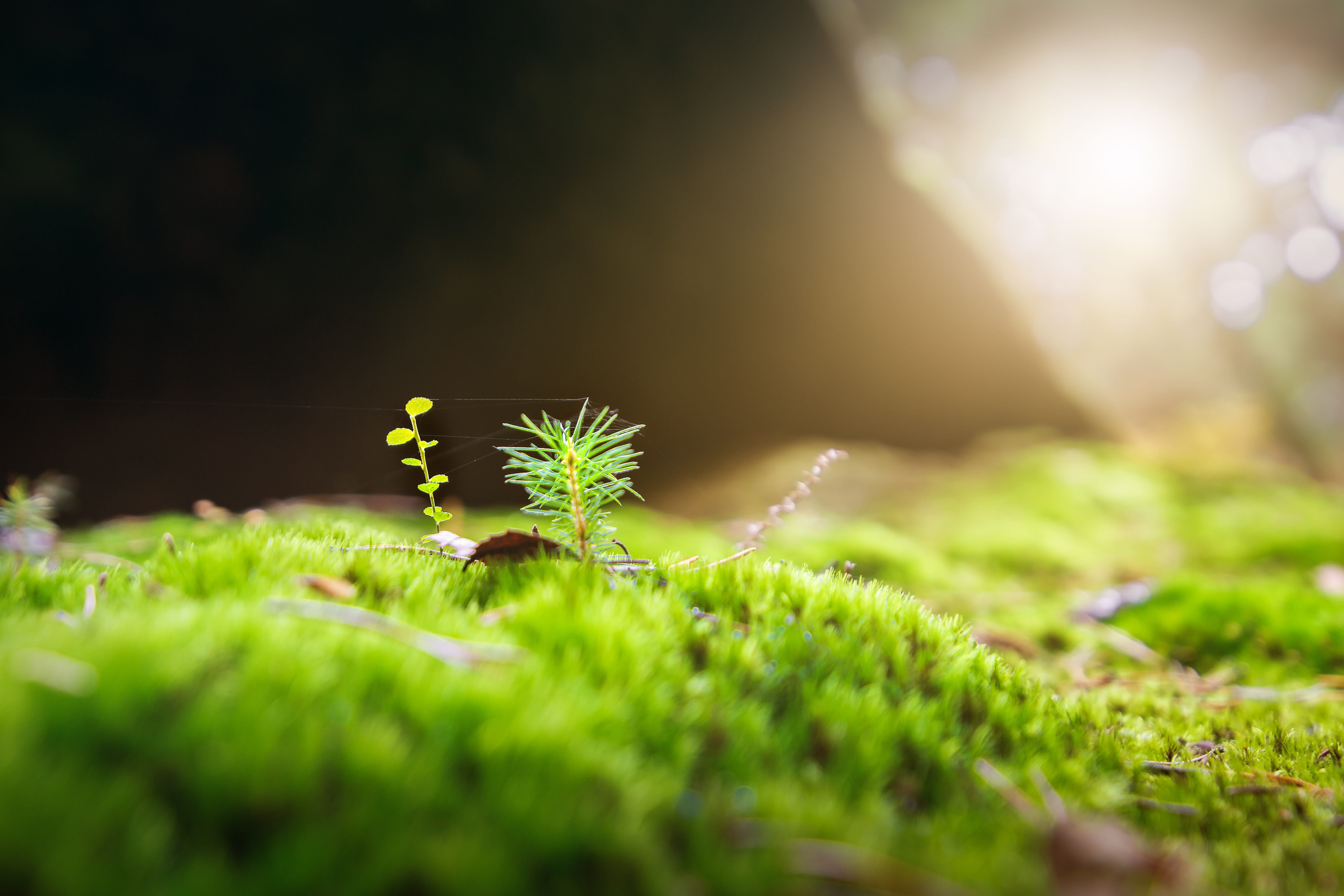 6000x4000 Royalty Free Photo: Macro Photography Of Green Grass