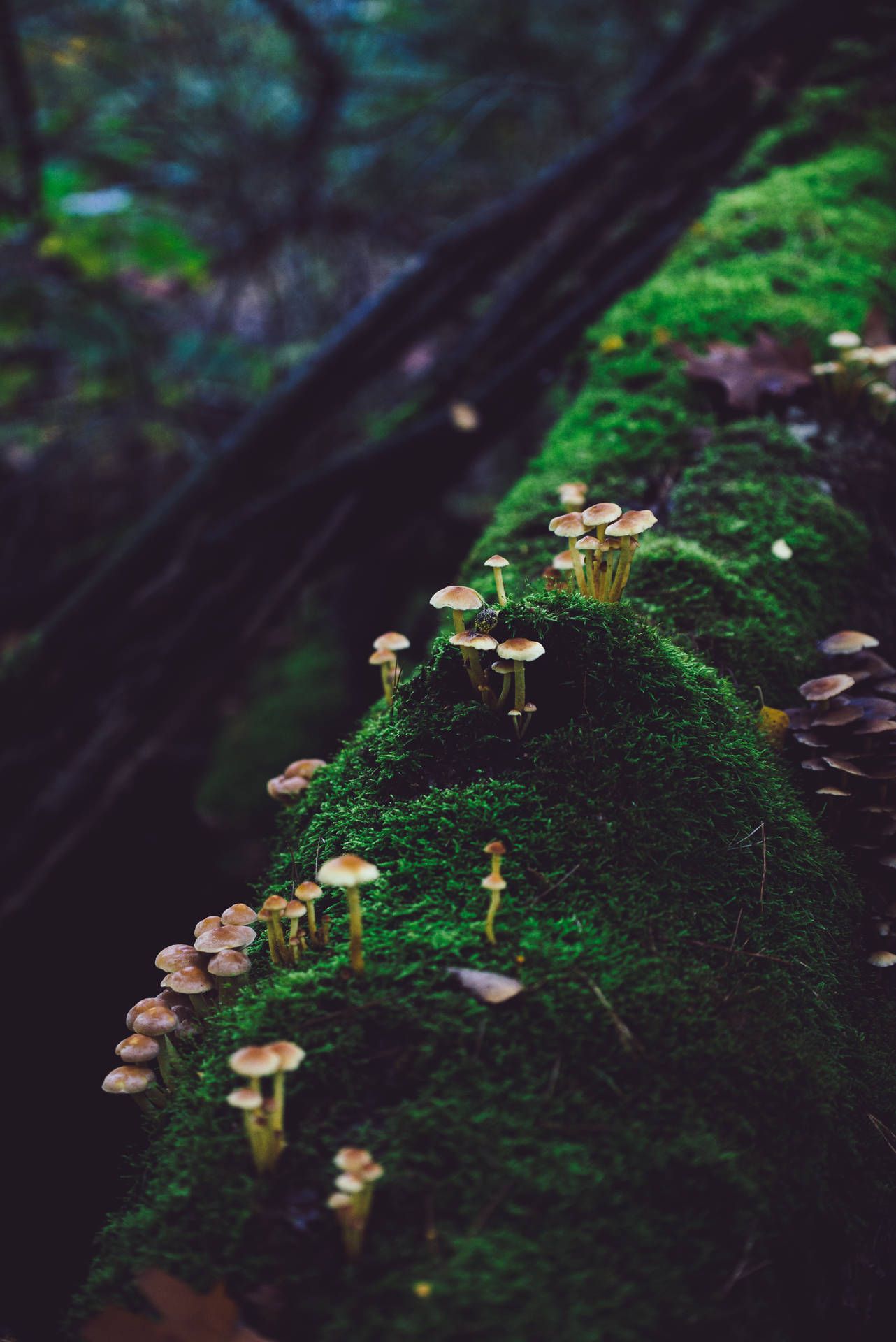 1282x1920 Download Small Mushroom Growing on Tree Log Wallpaper