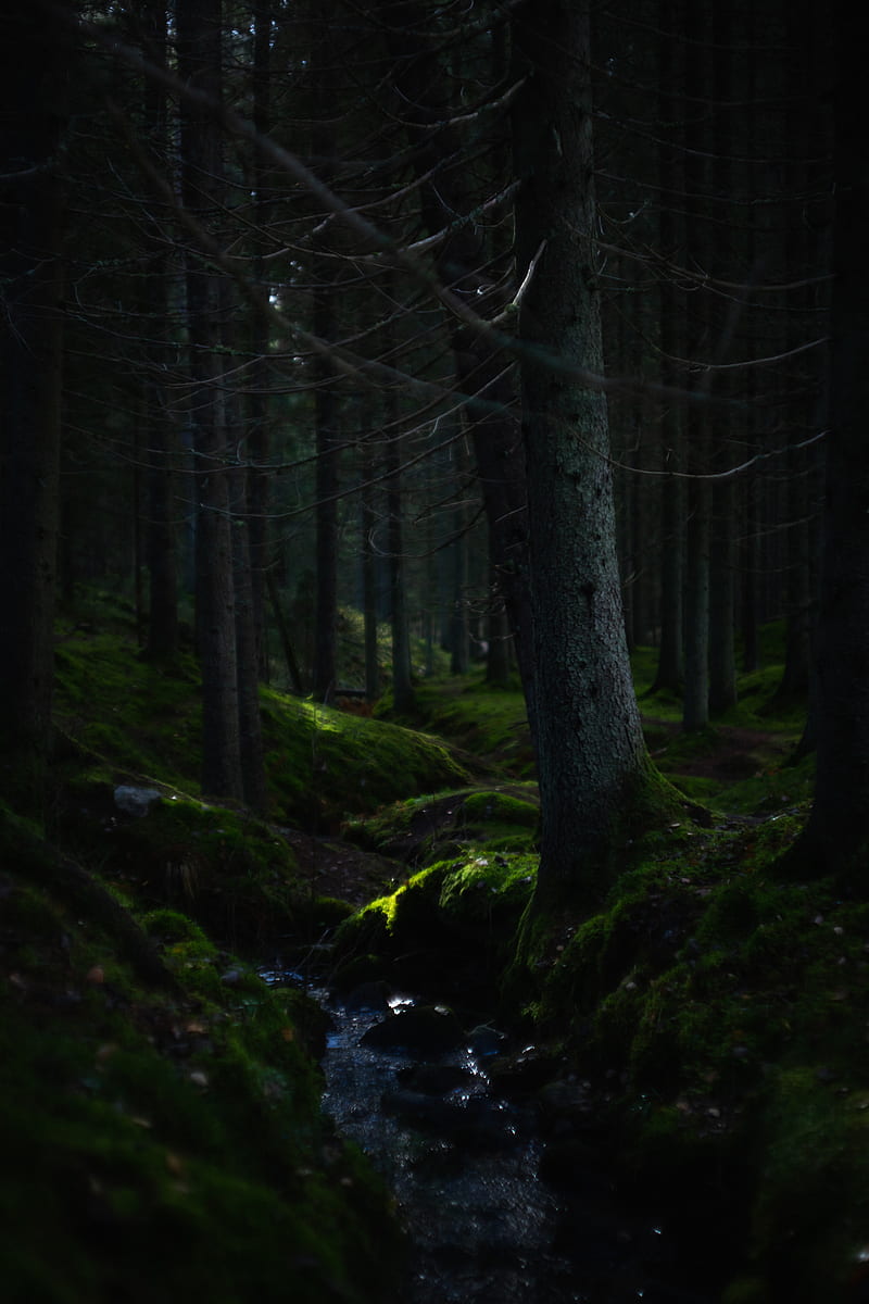 800x1200 Forest, trees, moss, hills, nature, green, HD phone wallpaper