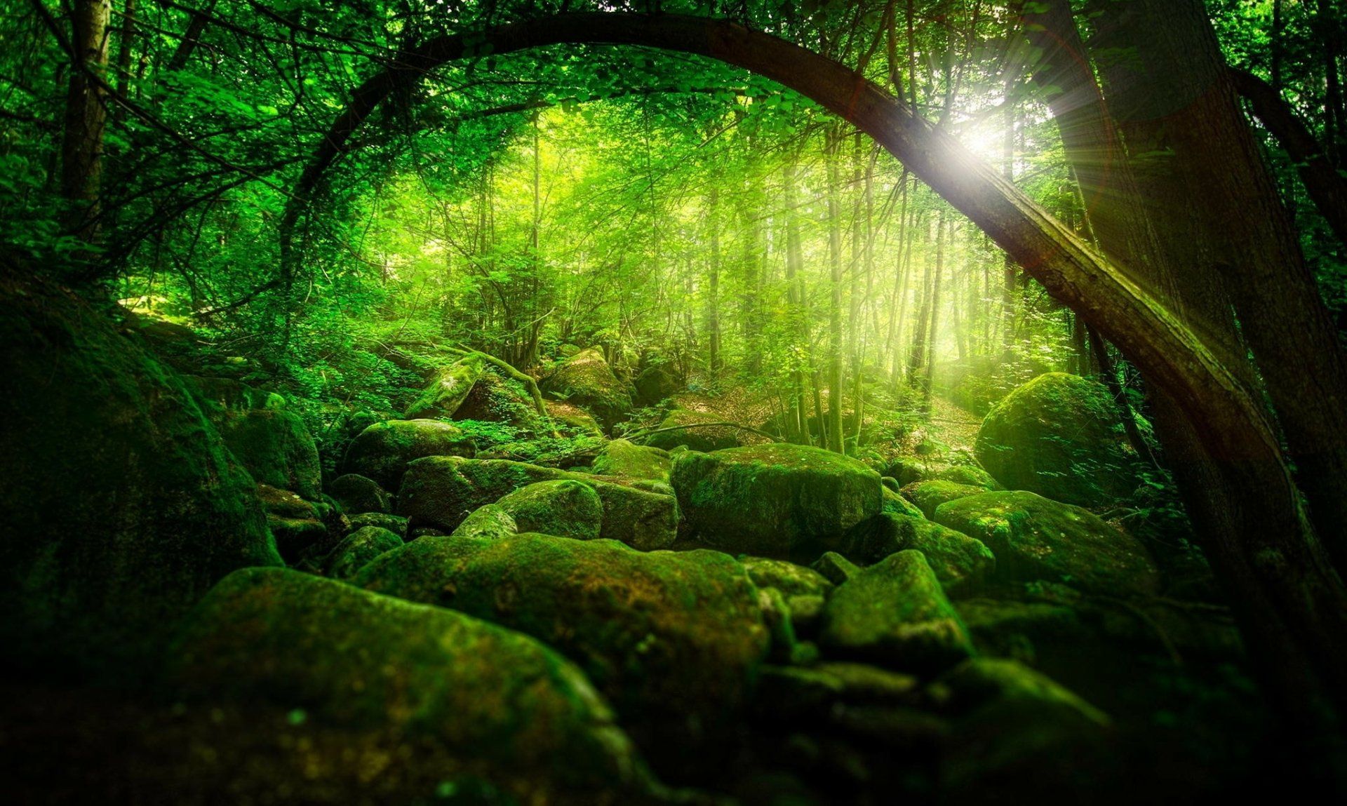 1920x1149 Bavarian Forest Serenity: Sunlit Mossy Stones in Nature's Embrace