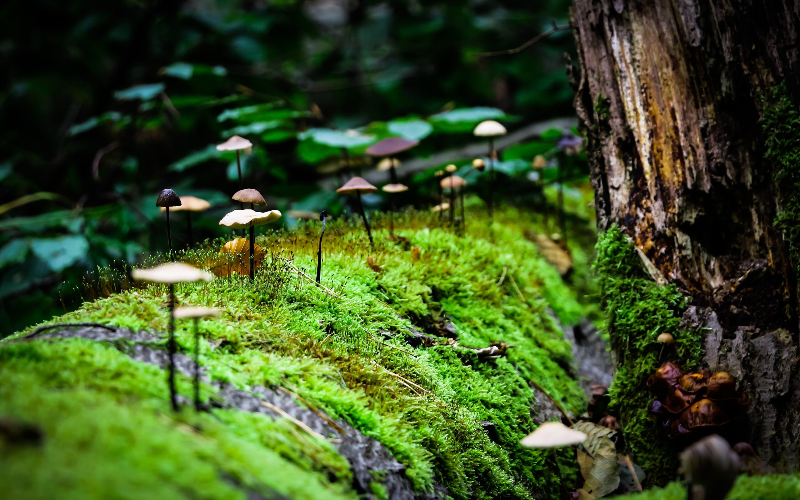 2560x1600 Green leafed plants, macro, mushroom, moss, nature HD wallpaper