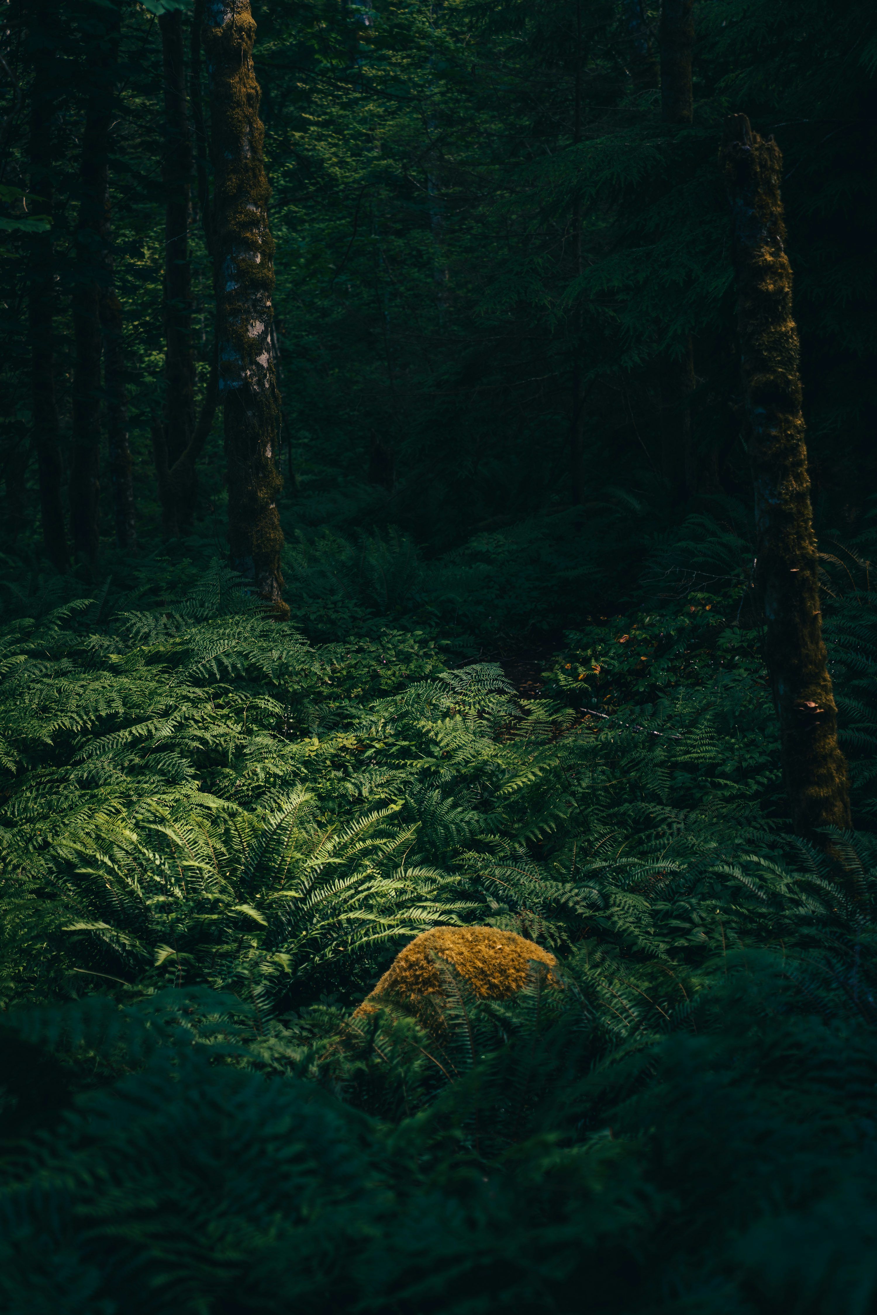 3000x4500 Green moss on brown tree trunk photo