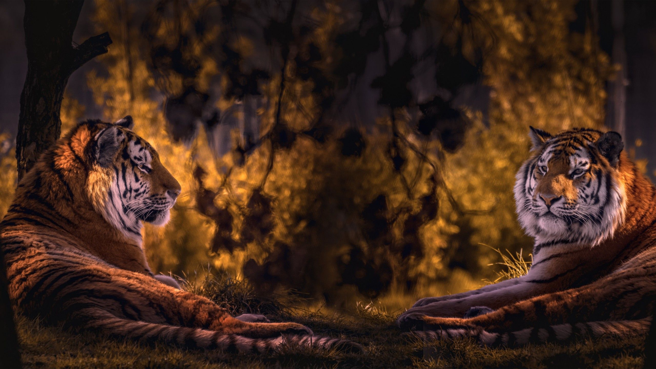 2560x1440 Dual Image Of Tiger In Forest Background 4K 5K HD Tiger Wallpaper
