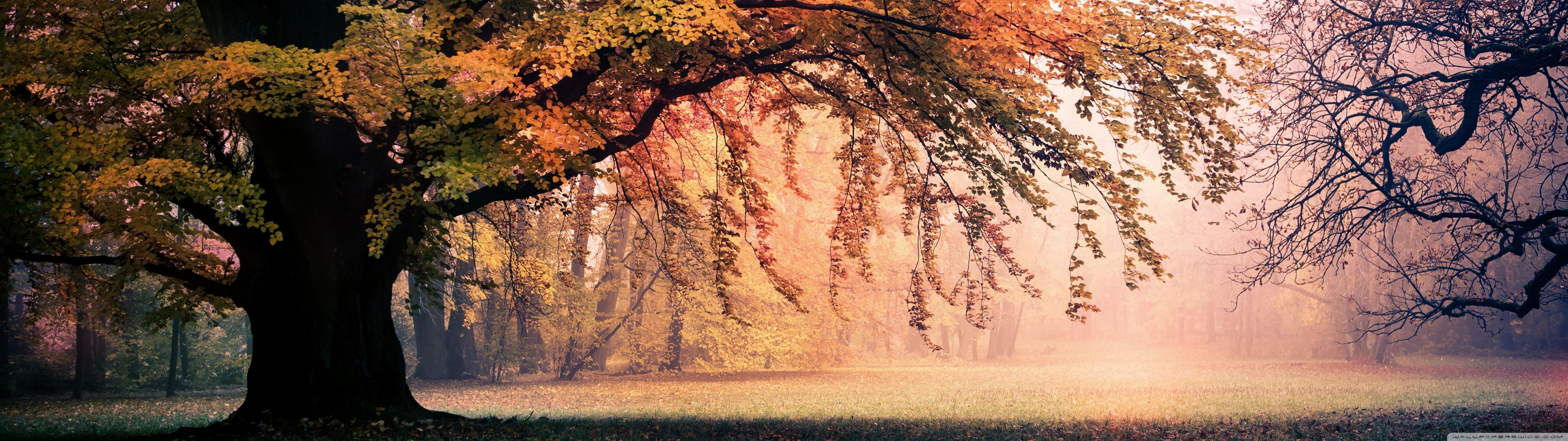 5120x1440 Fall 4K UHD Wallpaper for UltraHD Desktop and TV : Widescreen and UltraWide Display : Dual Monitor : Smartphone and Tablet Devices