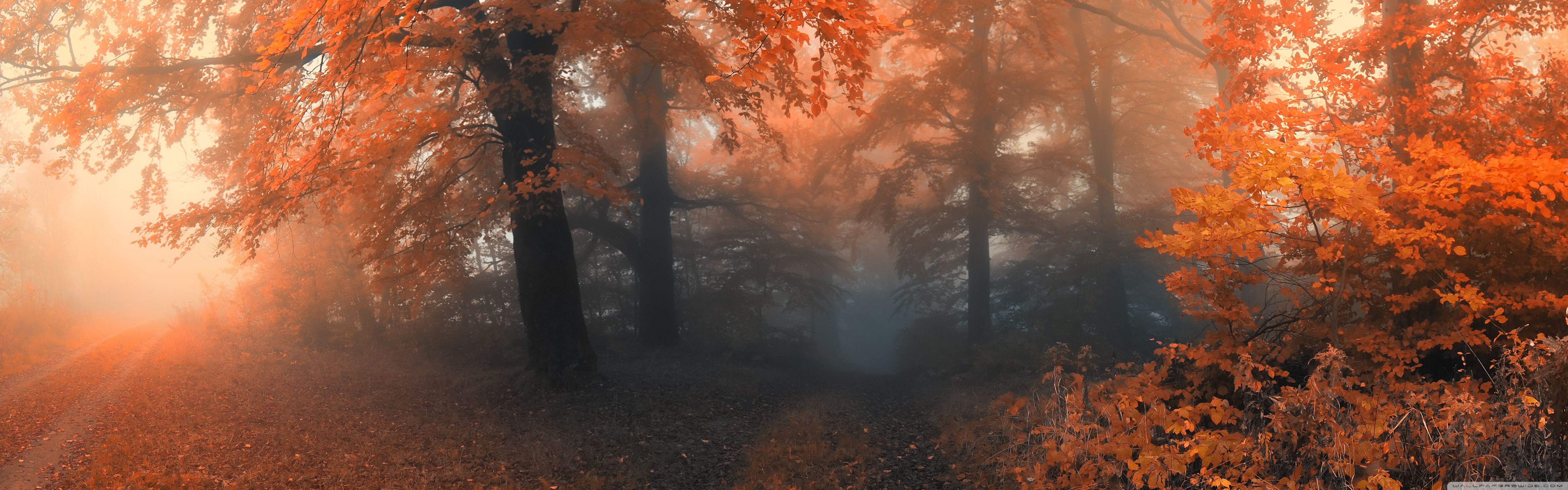 5120x1600 Autumn 4K UHD Wallpaper for UltraHD Desktop and TV : Dual Monitor : Smartphone and Tablet Devices