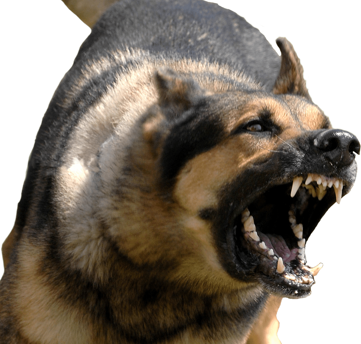 Angry Dog Wallpapers Top Free Angry Dog Backgrounds WallpaperAccess