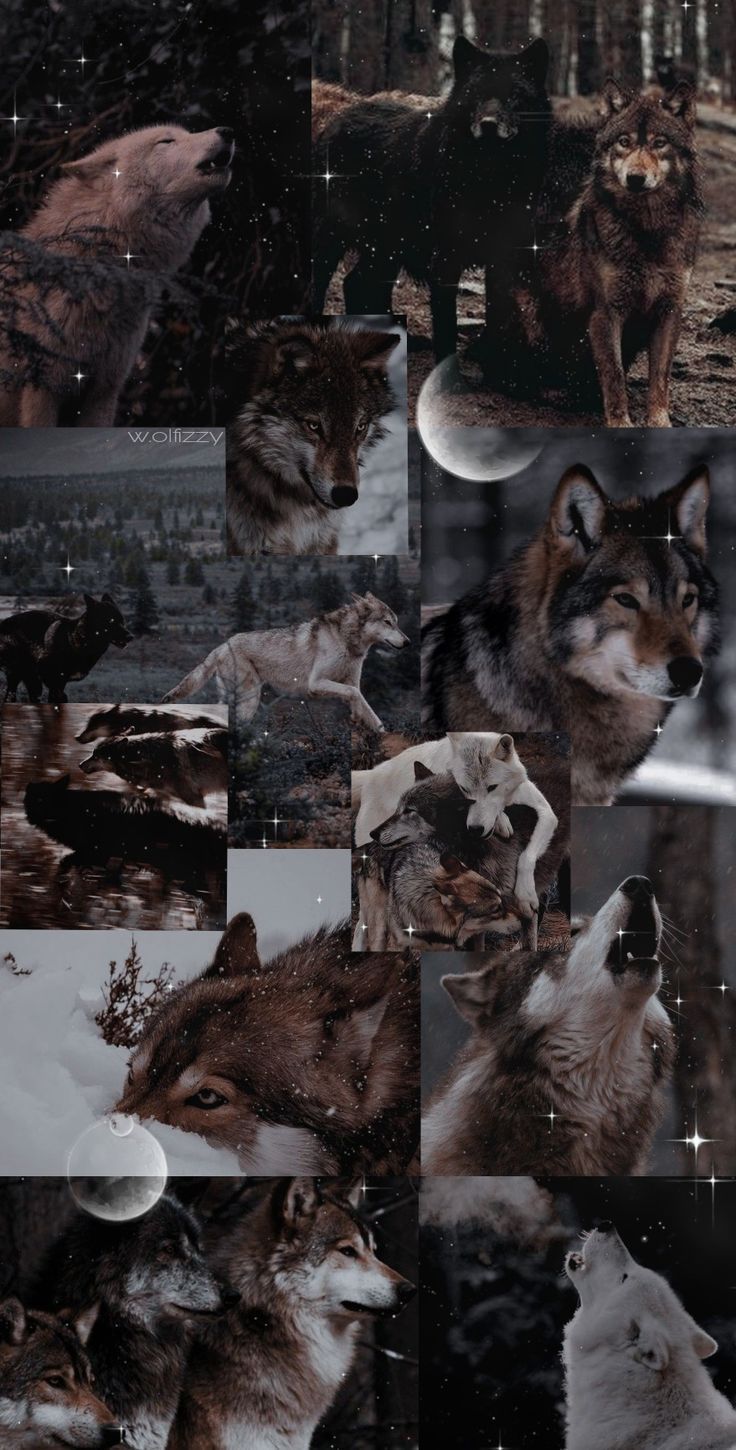 736x1450 big bad wolf Most dangerous wolfs