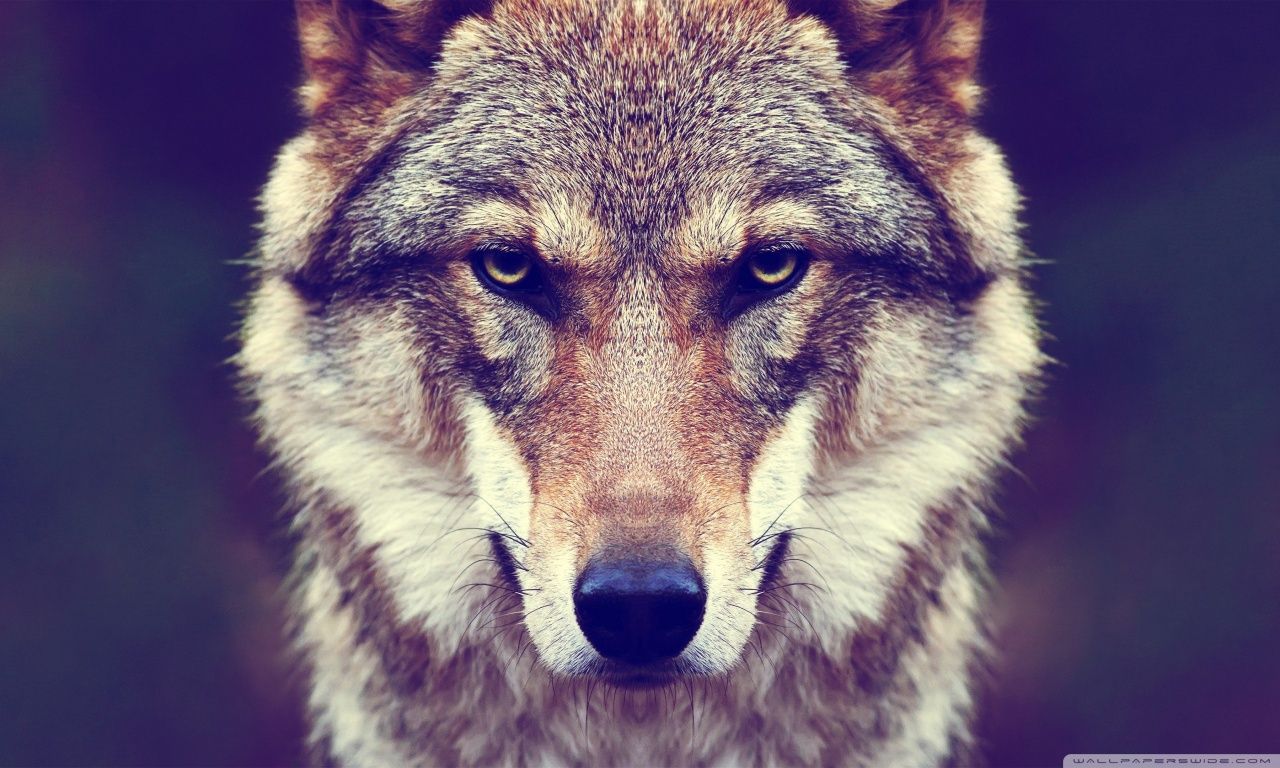 1280x768 Bad Wolf 4K UHD Wallpaper for UltraHD Desktop and TV : Widescreen and UltraWide Display : Smartphone and Tablet Devices
