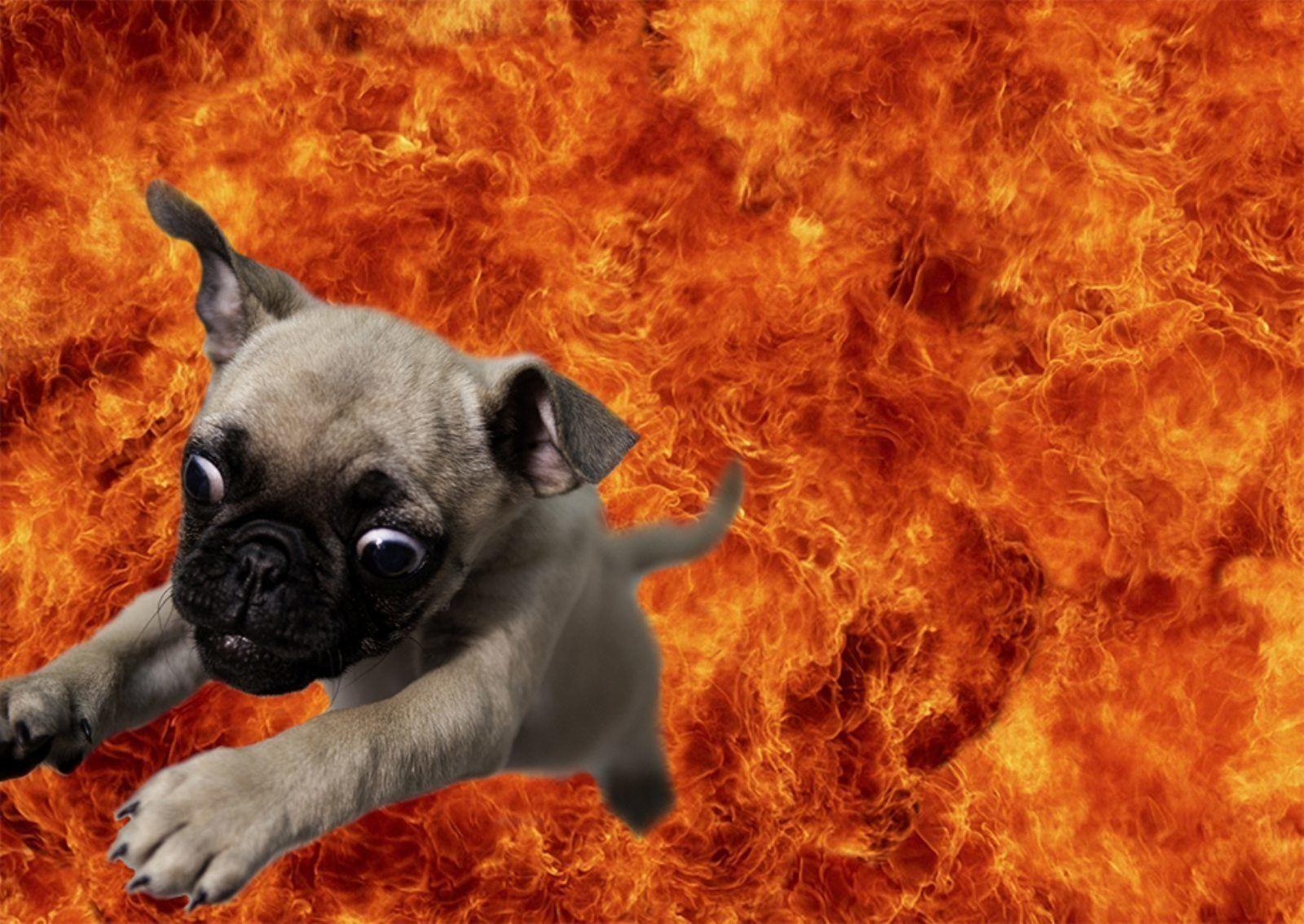 1600x1134 Dog Wallpaper and Background Imagex1134