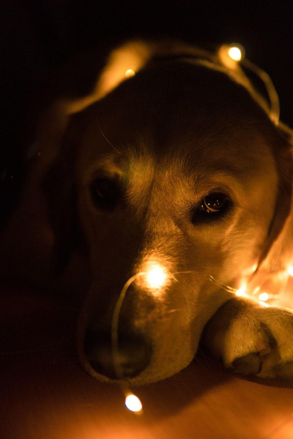 1000x1500 Fire Dog Picture. Download Free Image