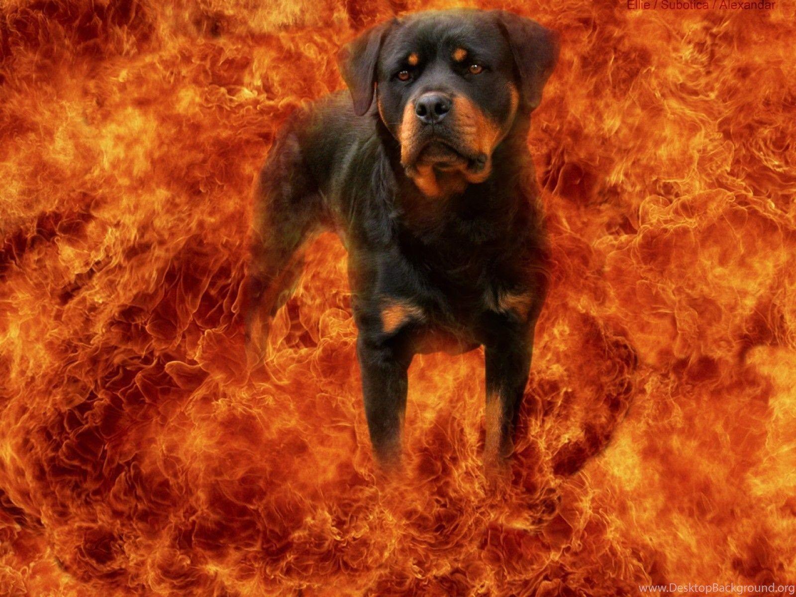 1600x1200 Rottweiler In Fire Wallpaper And Image Wallpaper, Picture