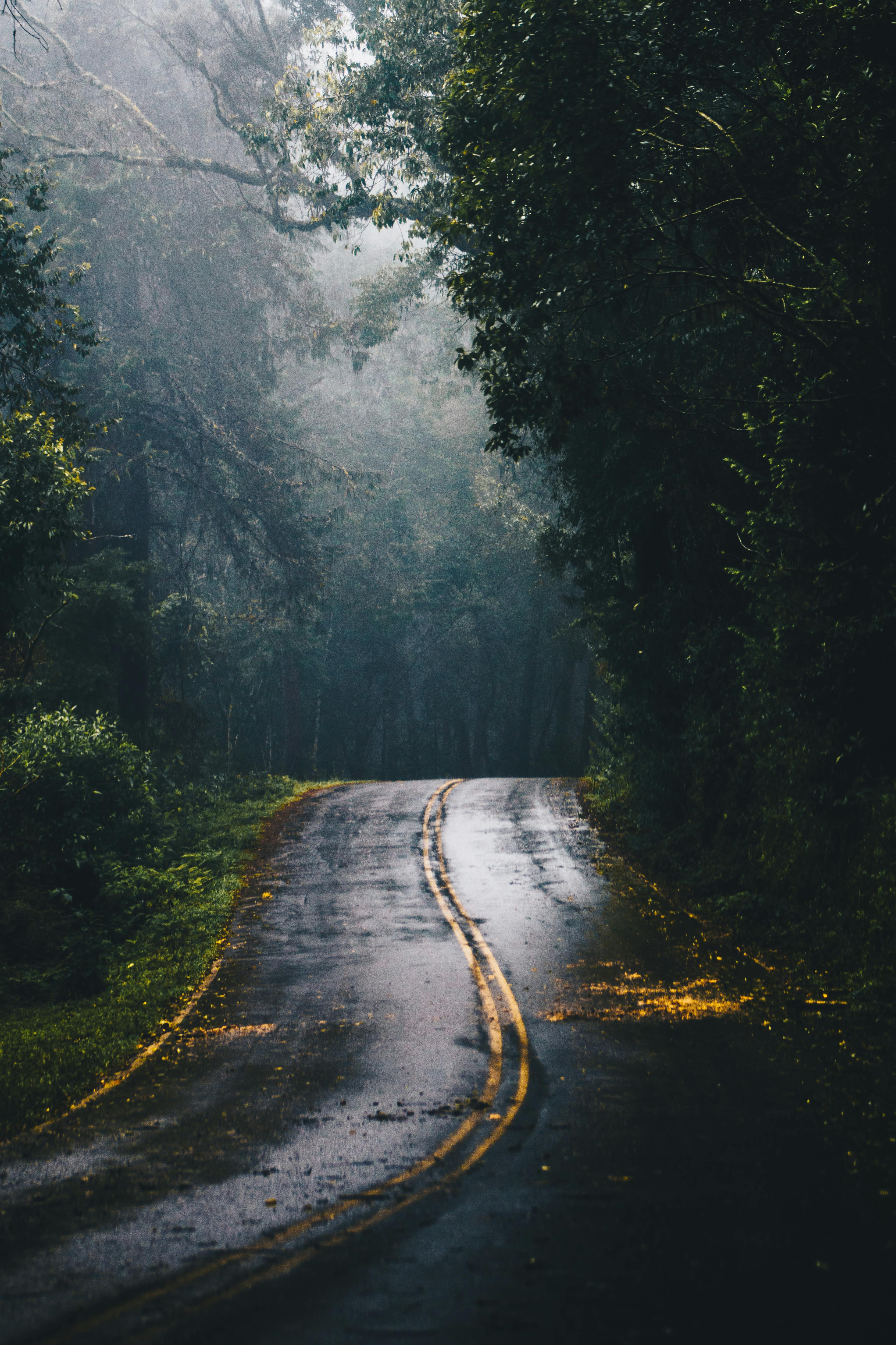3333x5000 Forest Road Photo, Download The BEST Free Forest Road & HD Image