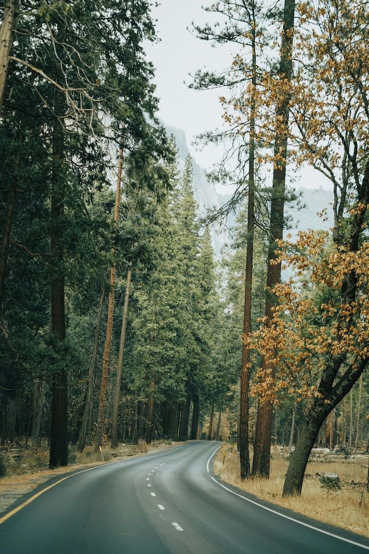 740x1109 Forest road Image
