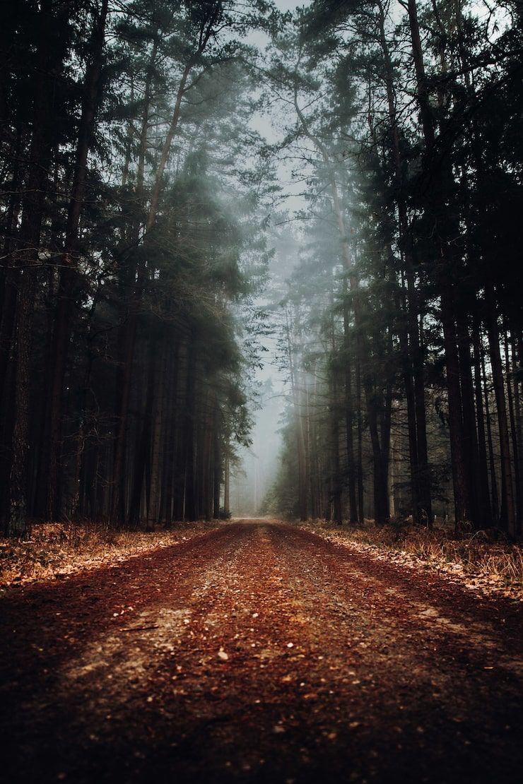 740x1110 Dark forest road Image