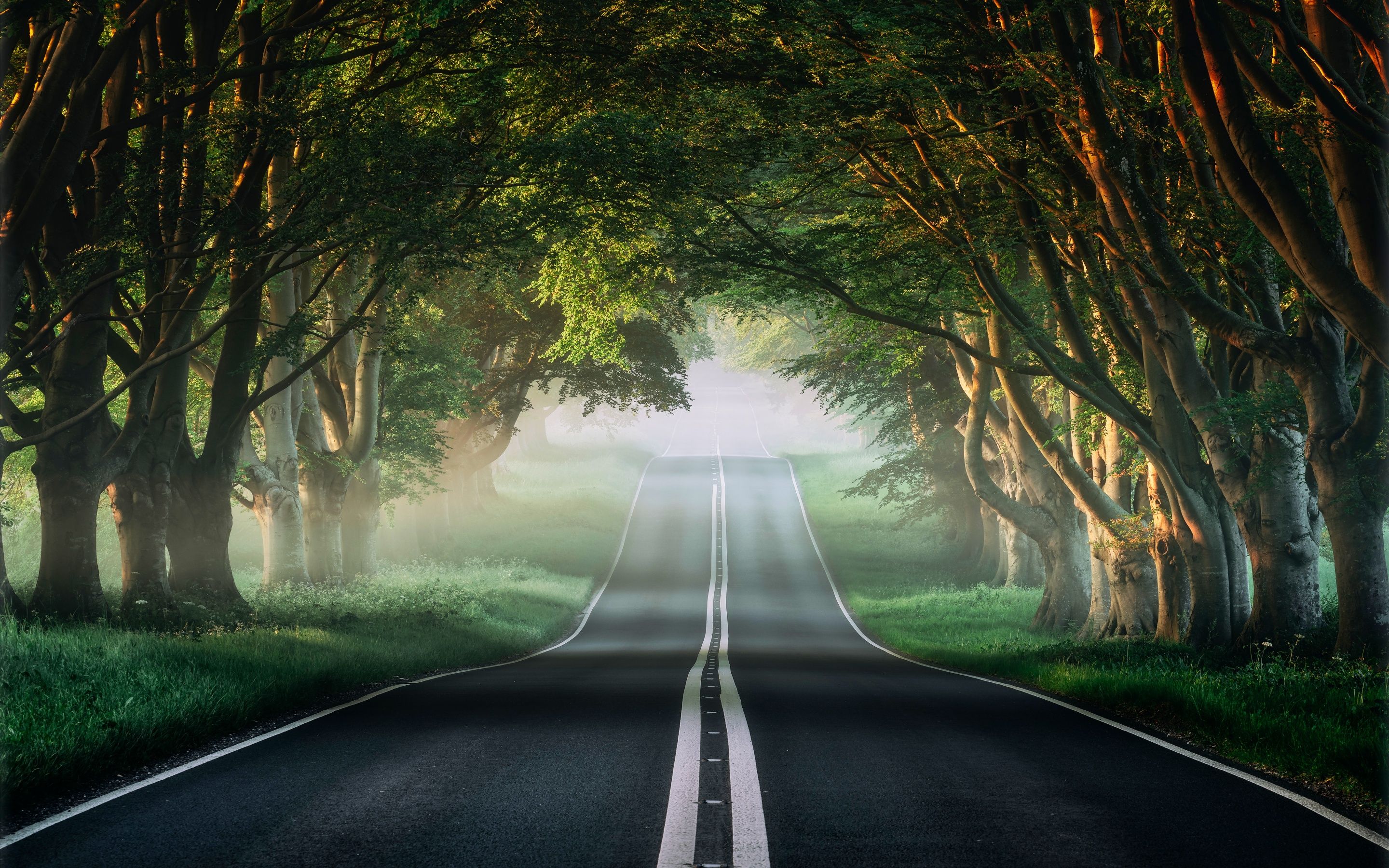 2880x1800 Forest Wallpaper 4K, Road, Mist, Avenue Trees, Plants