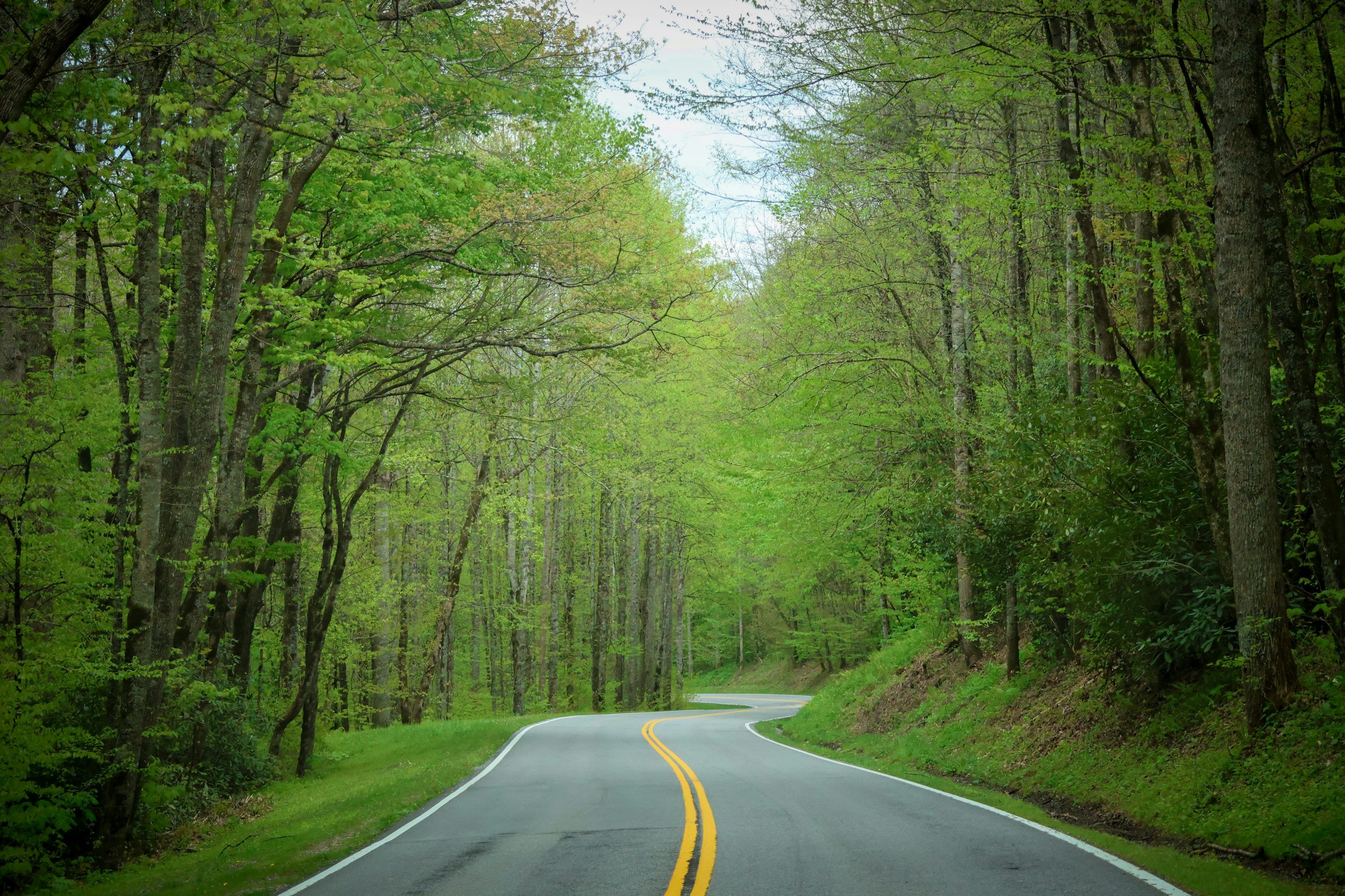 3000x2000 A road in the middle of a forest lined with trees photo