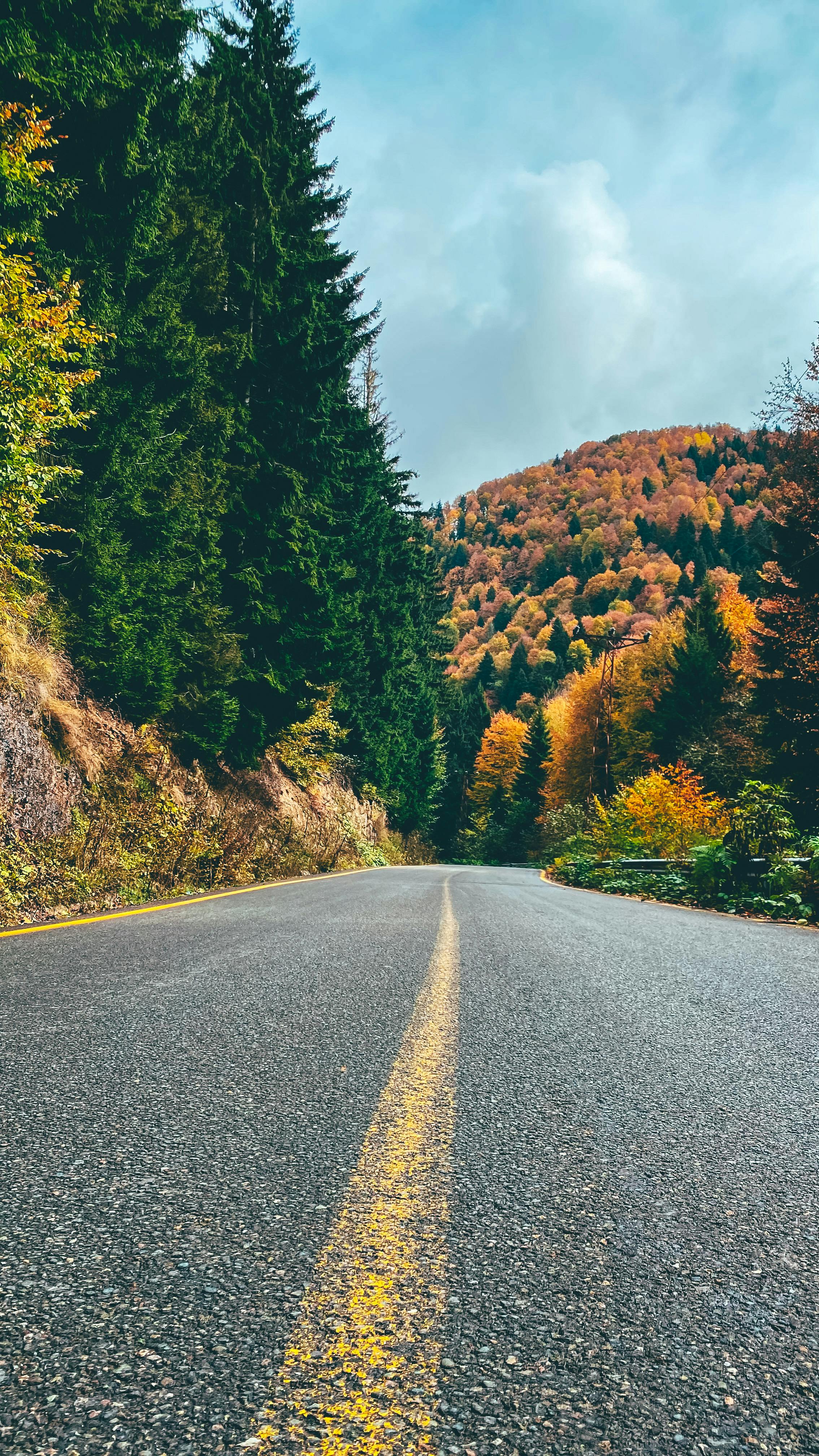2268x4032 Road Near Mountain with Trees · Free