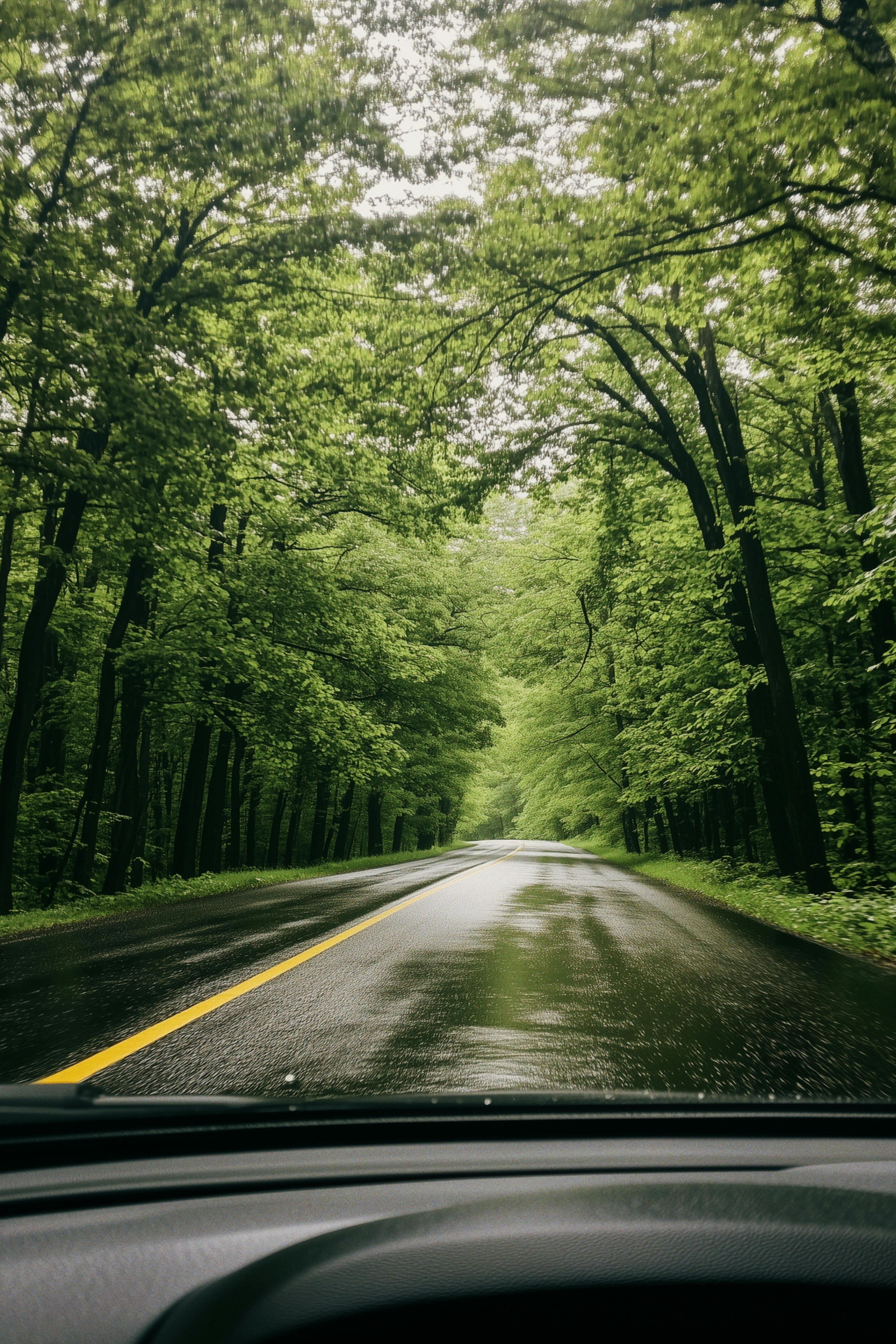 4000x6000 Serene Rainy Forest Road Drive with Lush Greenery · Free